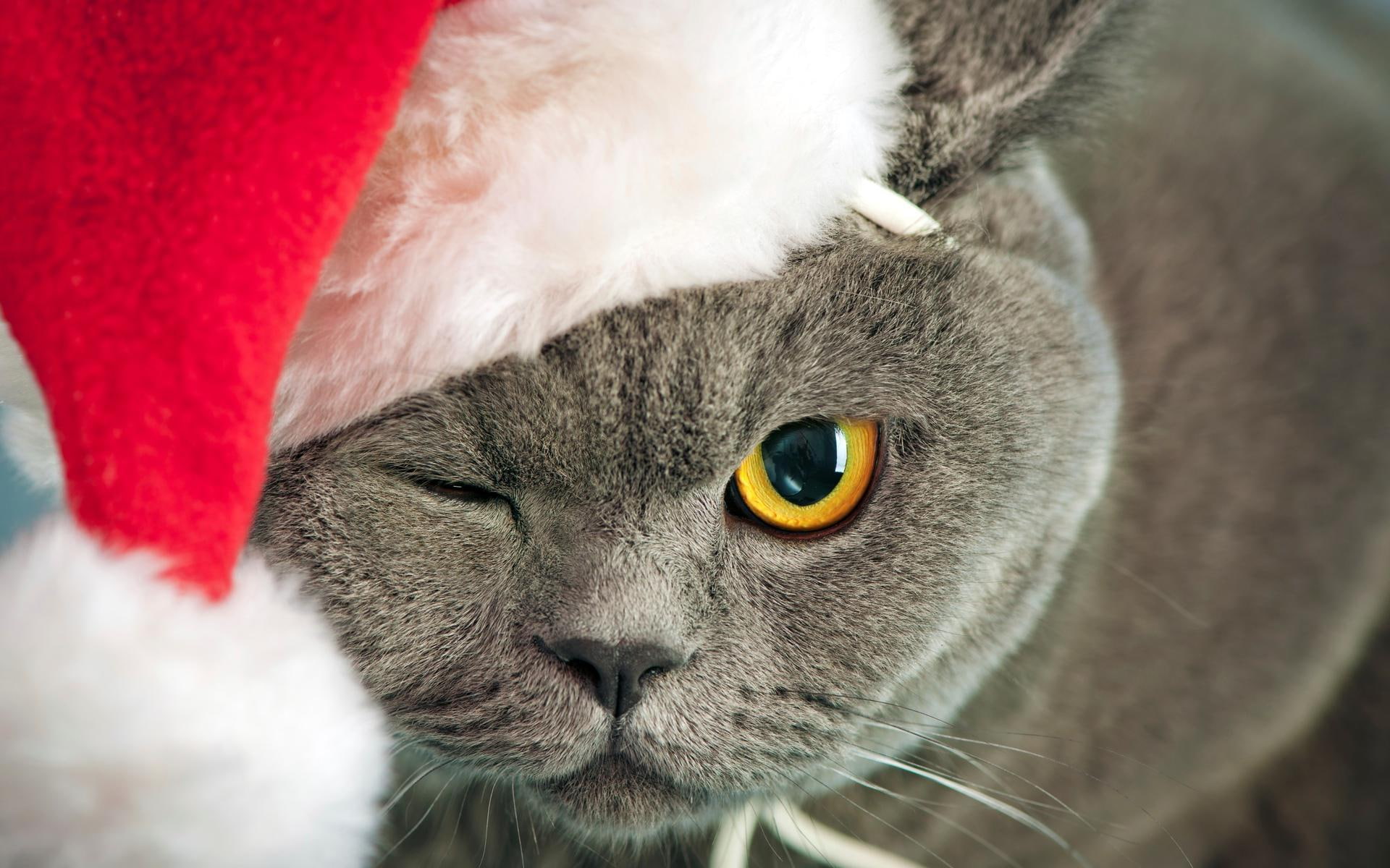 1080P, resolution, high, christmas, gray, holidays, images, seasonal, cats, eye, tabby, cat, HD Wallpaper