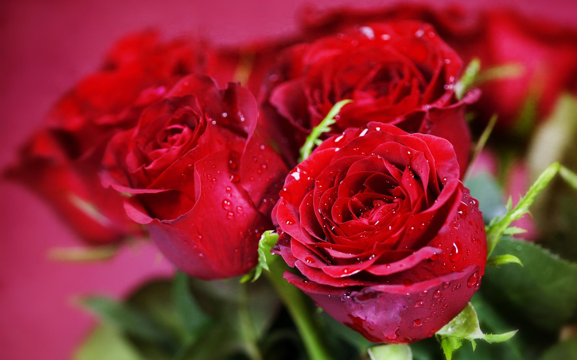 plants, quality, rose, valentine, 1080P, holidays, flowers, nature, close, macro, red, high, bouquets, HD Wallpaper