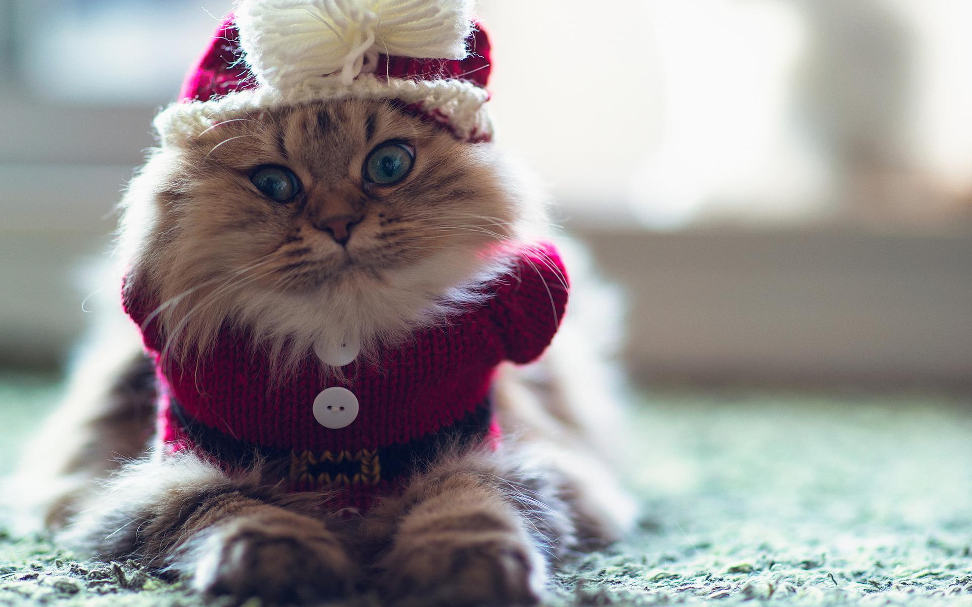 holidays, resolution, 1080P, high, seasonal, cats, cute, christmas, HD Wallpaper