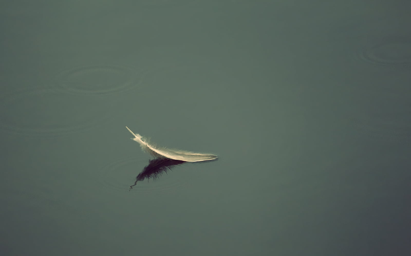 Feather, nature, Canon  eos, Water, Peace, Life, Twilight, Composition, Light, The last journey, Minimal, Dusk, Shadow, DSRL, 700d, Rebel, calm, Sunset, HD Wallpaper