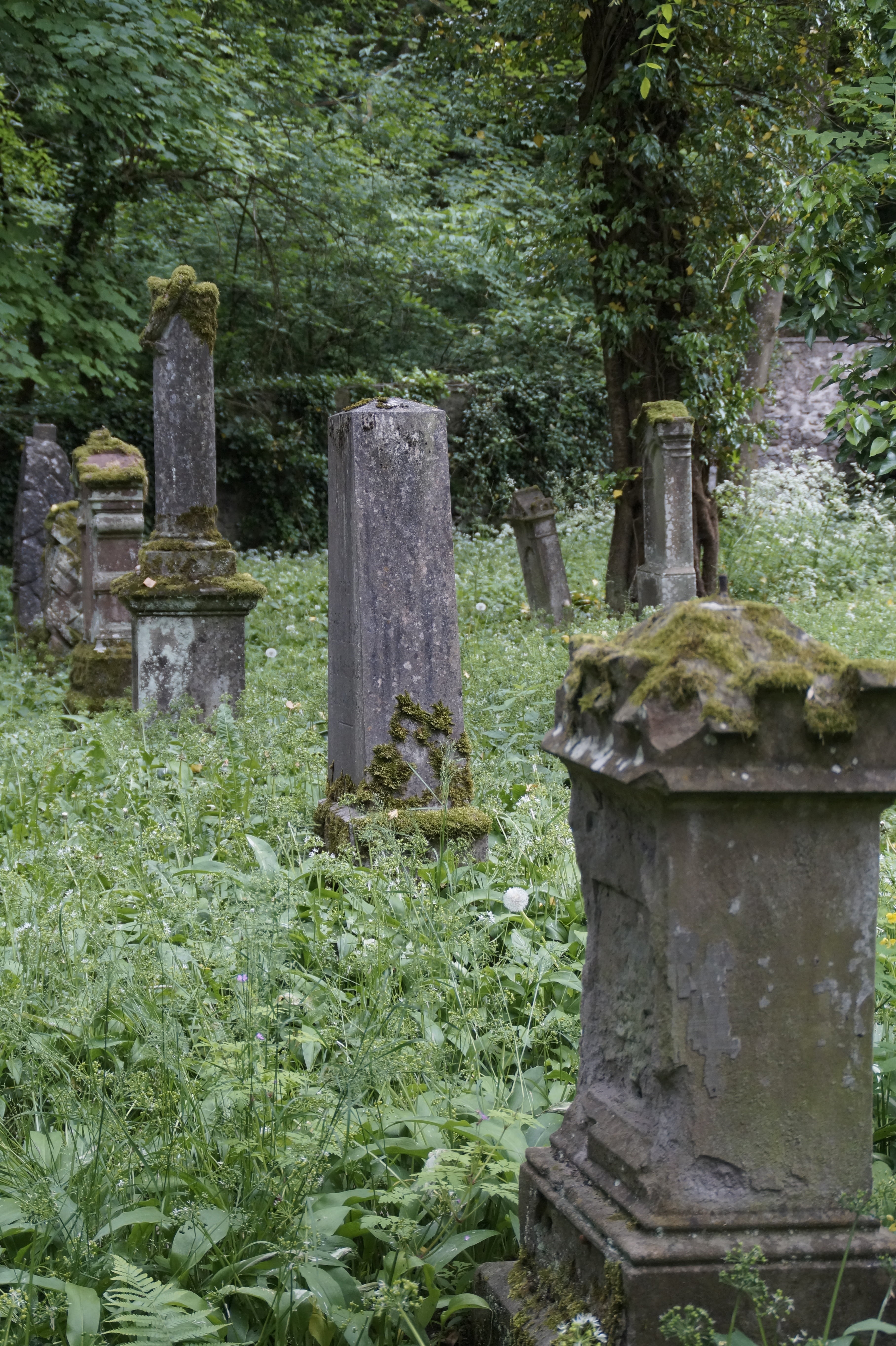 hohentwiel, died, buried, memorial, nature, cemetery, tombstone, no people, old, dead, rest, moss covered, stone material, 5K, solid, stone, graves, death, Phone HD Wallpaper