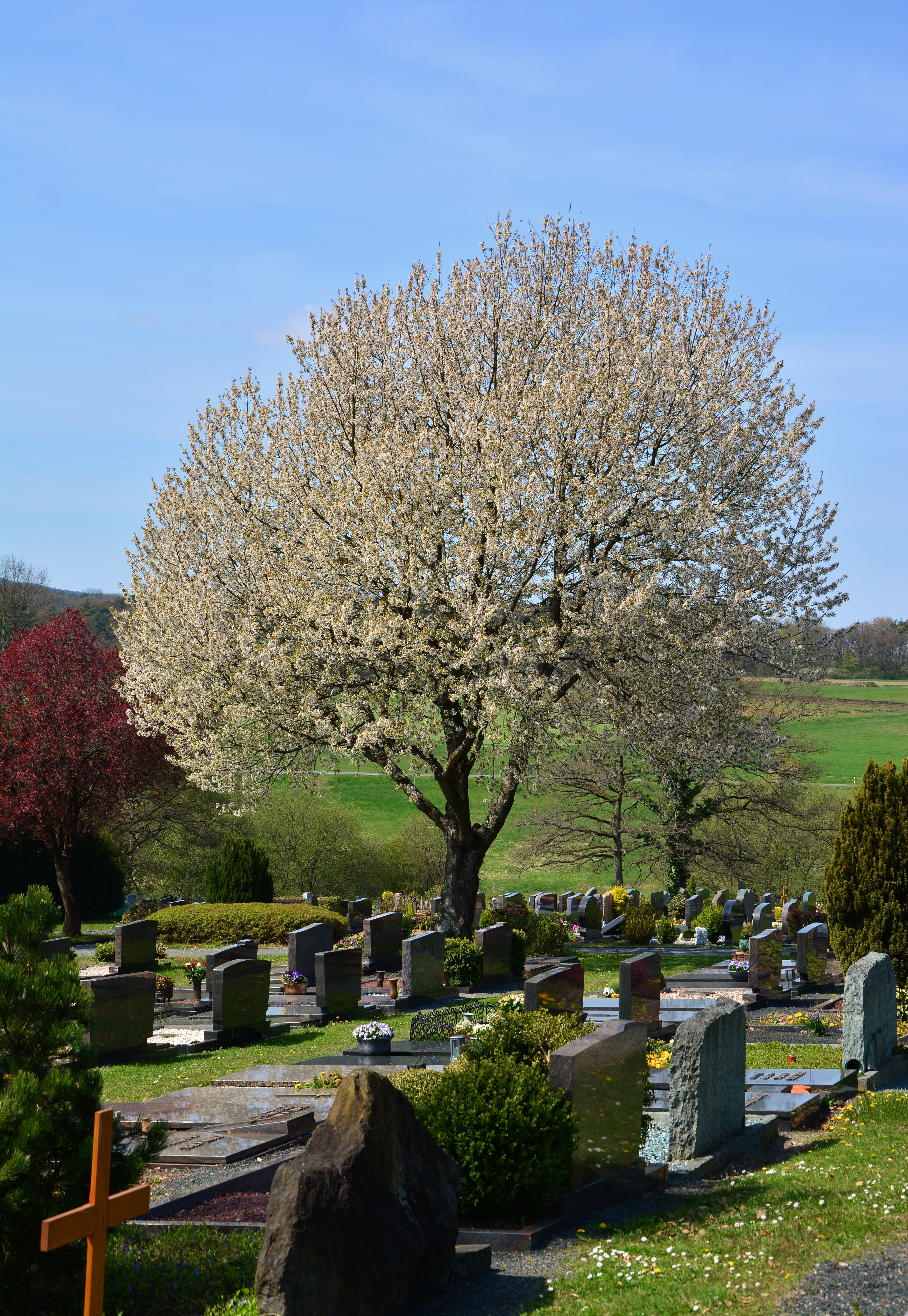 cross, sunlight, last calm, fragility, stone, graves, grave, cemetery, beauty in nature, sky, outdoors, day, rest, nature, tree, no people, memorial, resting place, Phone HD Wallpaper