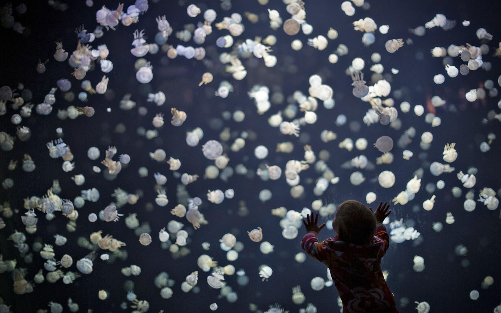 jelly, underwater, children, jellyfish, sea, picture, bokeh, gallery, ocean, 1080P, HD Wallpaper