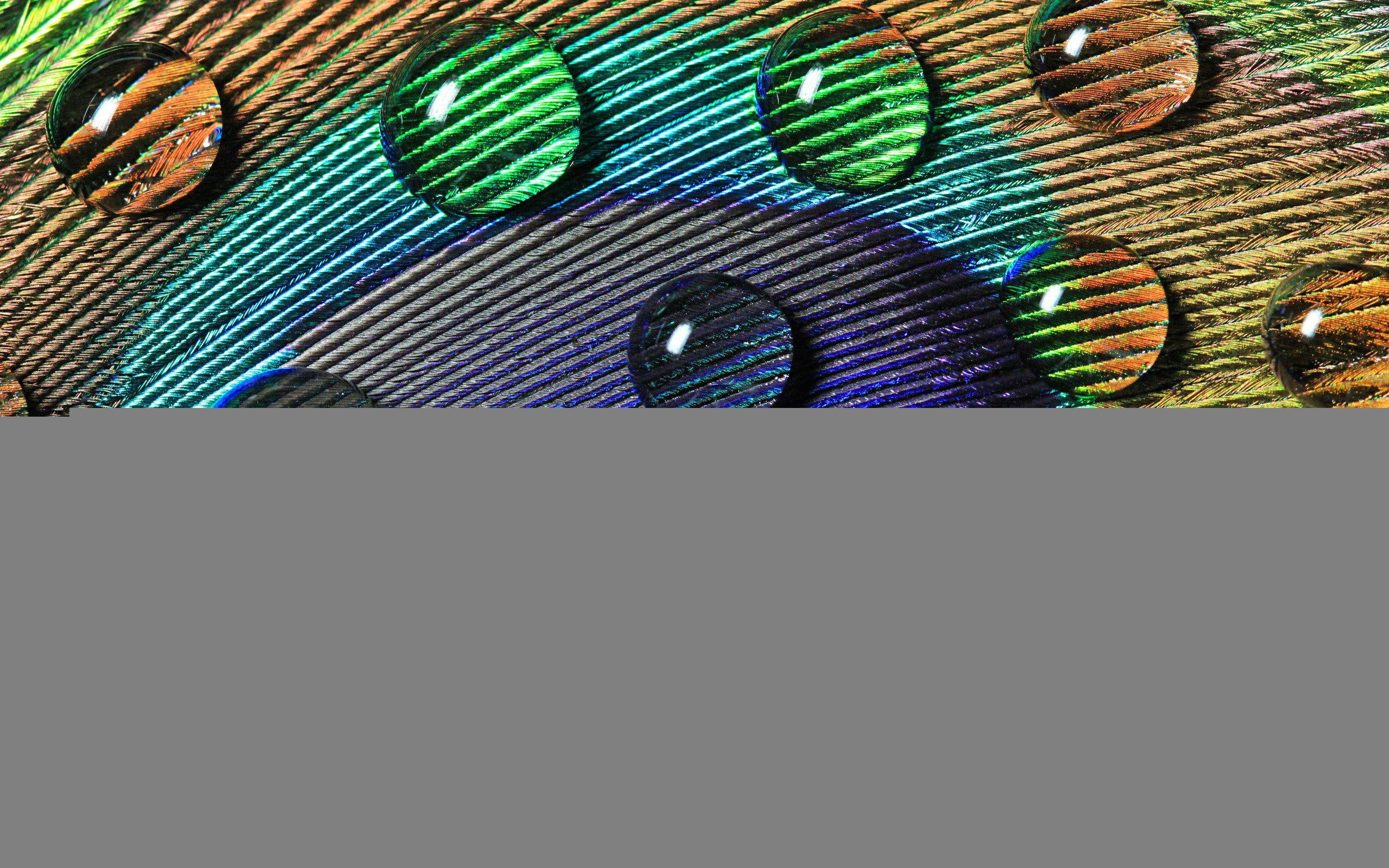 pictures, drops, 2K, colorful, peacock, high, bird, resolution, HD Wallpaper