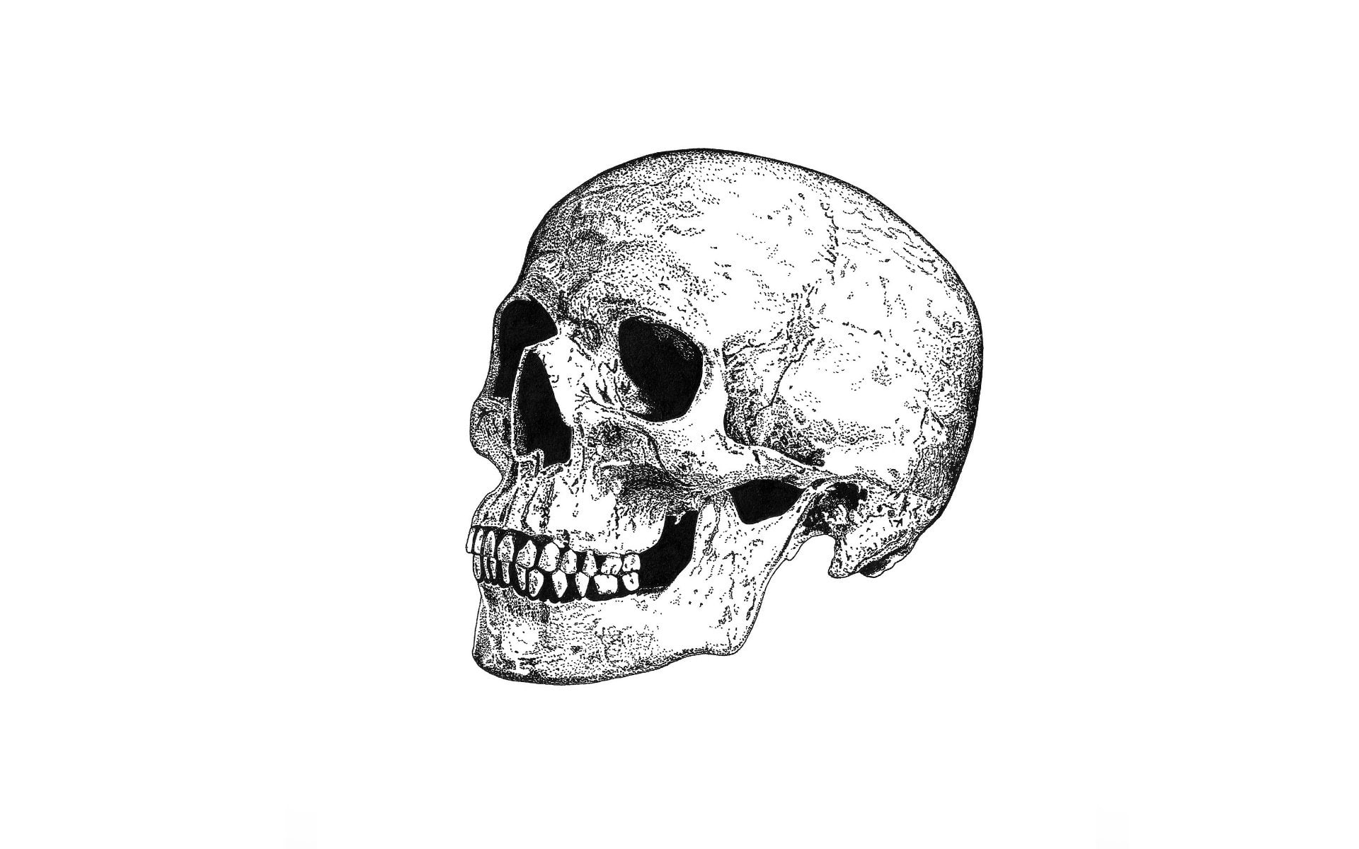 vertebrate, bone, art, cut out, motorcycles, close-up, single object, human skeleton, hd, black background, no people, still life, x, px, white background, HD Wallpaper