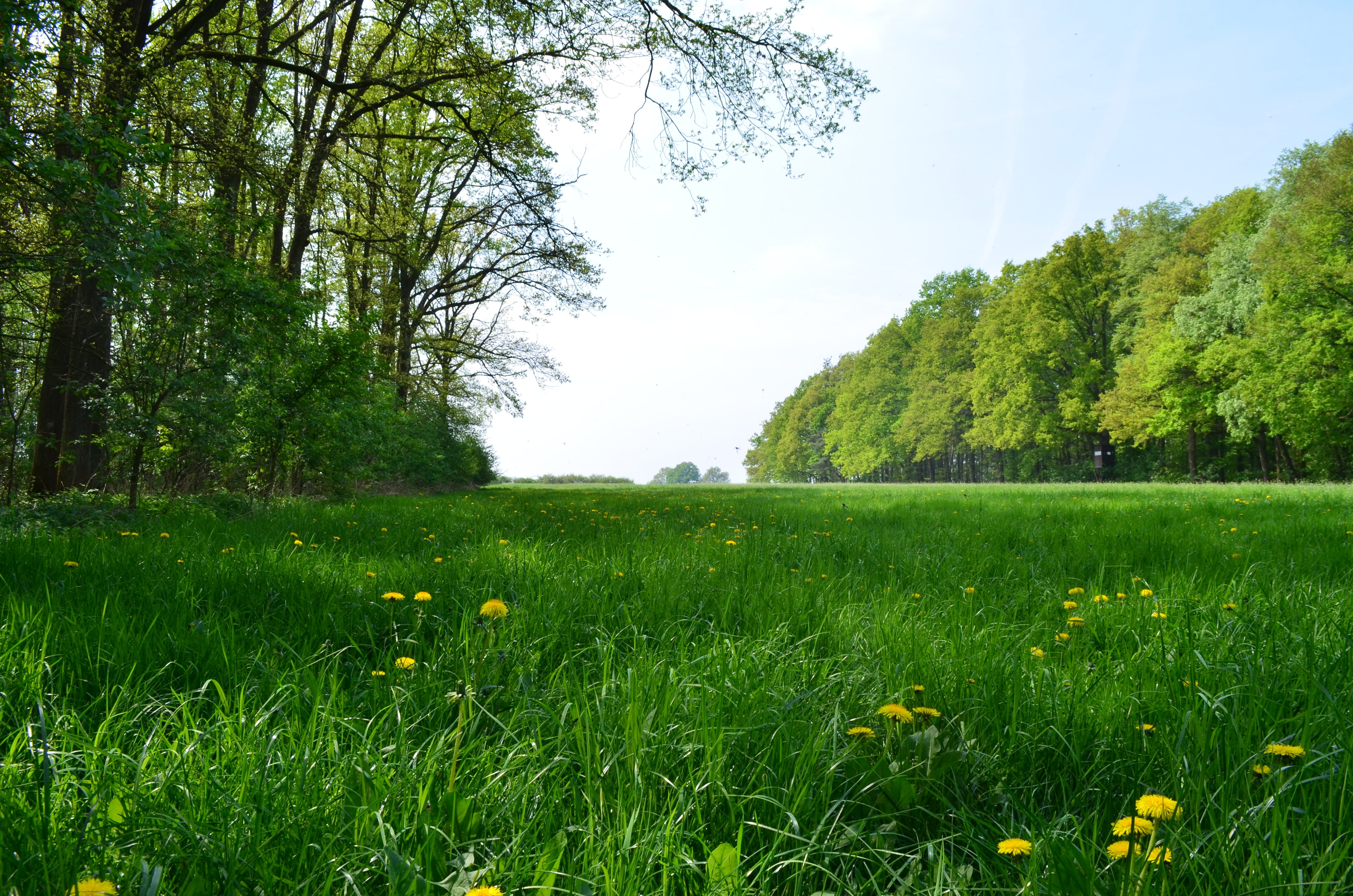 sky, grass, tree, field, flowers, leaves, spring, sun, tranquility, land, no people, klee, natural plant, landscape, growth, environment, heat, tranquil scene, HD Wallpaper