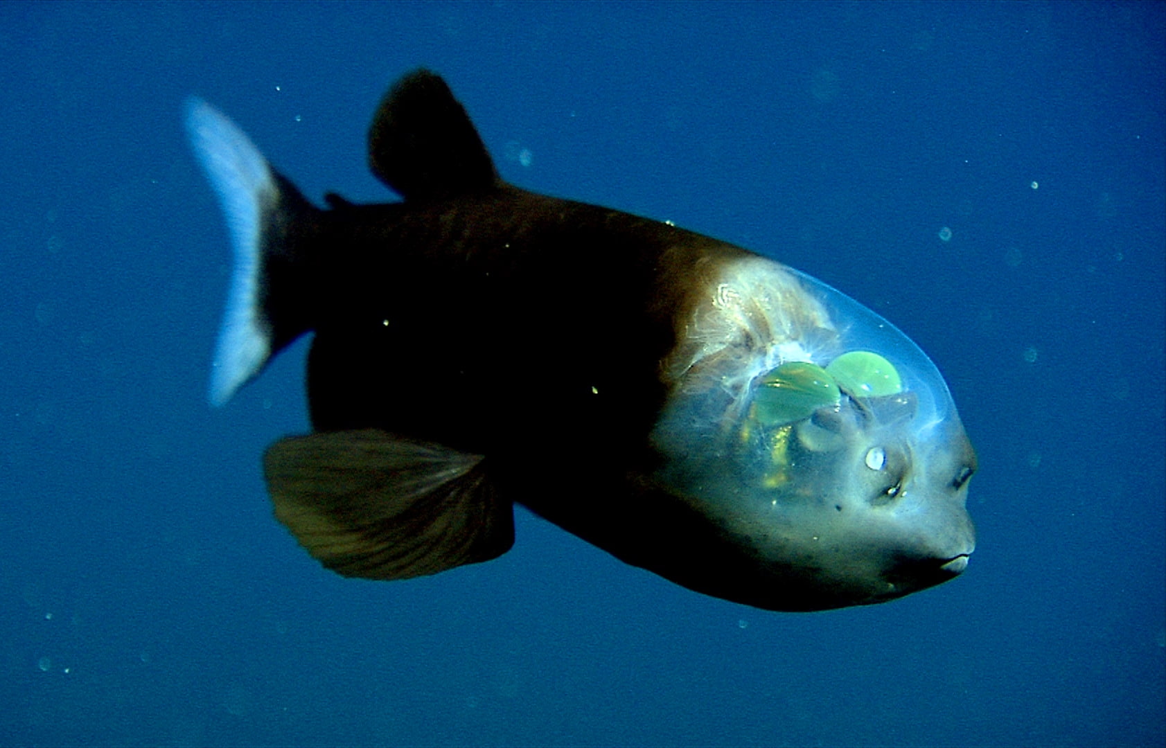 animals, blue, hd, pacific, blue background, barreleye, background, art, FISH, x, 720P, HD Wallpaper