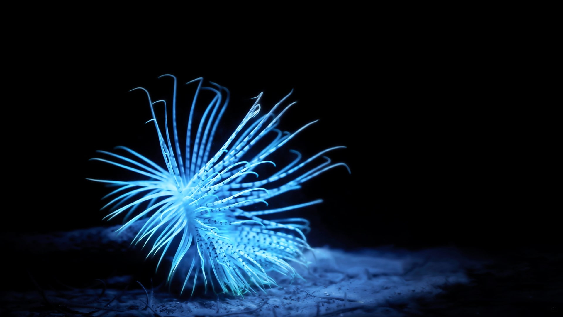 white, sea, black background, macro, dark, underwater, background, 1080P, black, creature, blue, nature, HD Wallpaper