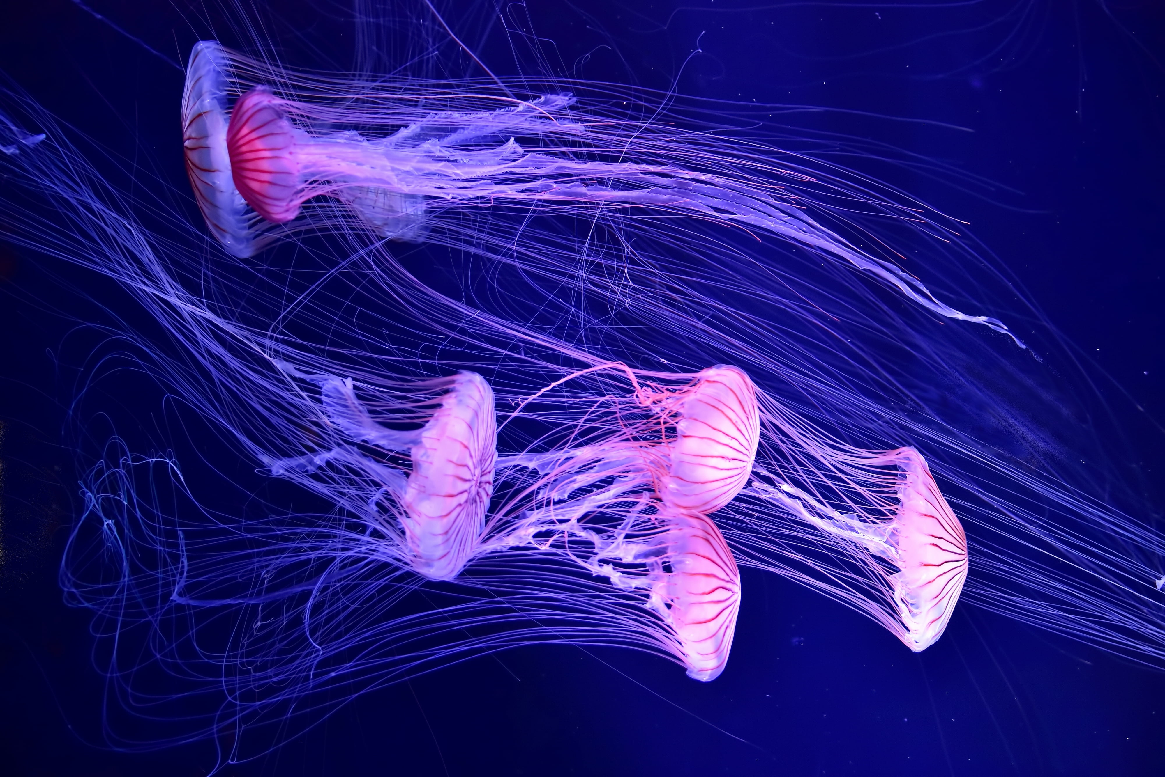 glowing, light, jelly, aquarium, night, pink color, water, phosphorescence, fish, pattern, multi Colored, long exposure, nature, light trail, animal, close-up, HD Wallpaper