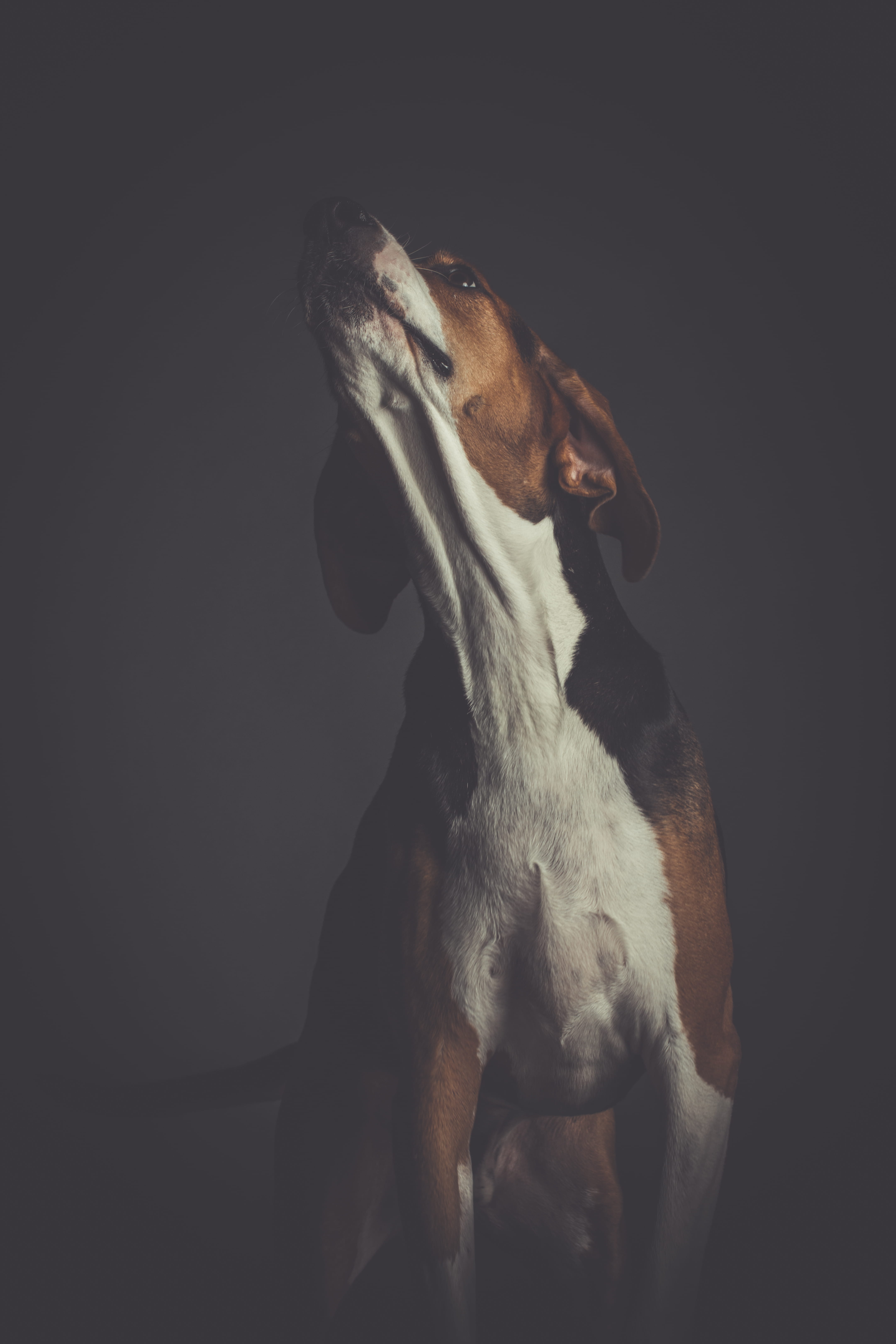 mammal, photography, pet, 5K, black, domestic animals, fur, animal body part, studio shot, canine, no people, looking, close-up, domestic, one animal, Phone HD Wallpaper