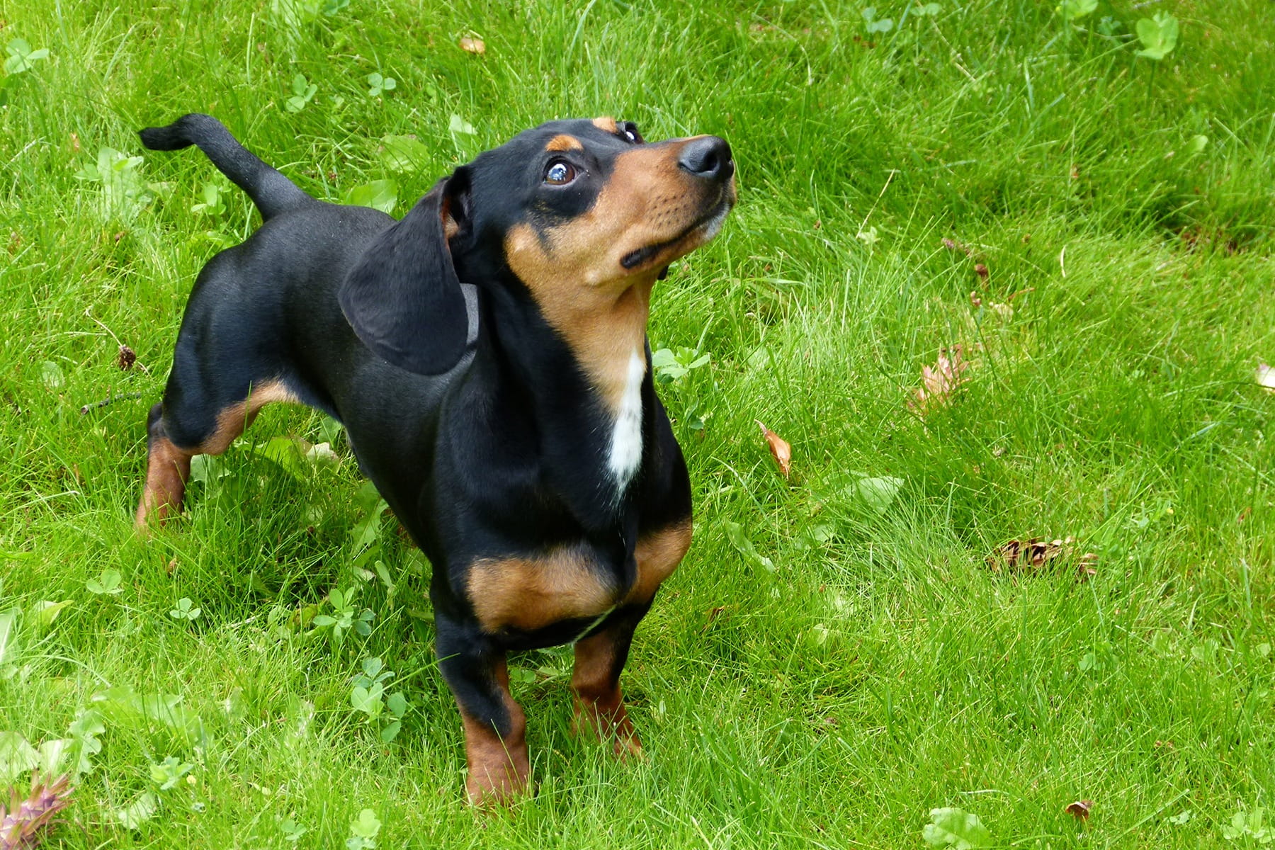 canine, pets, vertebrate, 720P, black, one animal, green grass, tan, domestic, mammal, animal themes, outdoors, foxhound, animal, sausage dog, nature, HD Wallpaper
