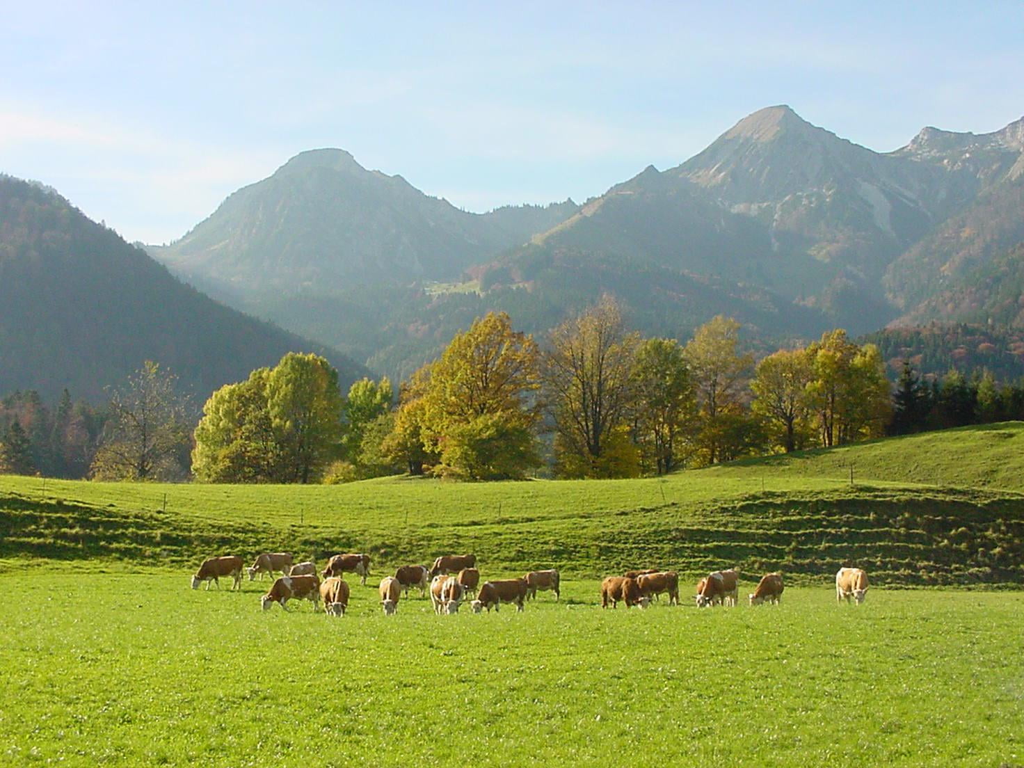 grazing, meadow, Berge, mountain, Chiemgau, Herreninsel, Breitenstein, Bernau, farm, pasture, Bavaria, Aus, untitled, horses, agriculture, rural Scene, HD Wallpaper