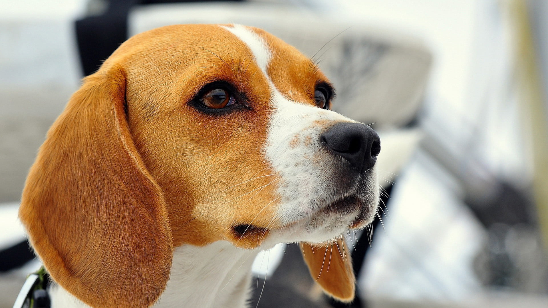 animals, snout, pets, domestic, close-up, animal nose, basset, whisker, hound, walker hound, domestic animal, animal, english foxhound, beagle, canine, HD Wallpaper