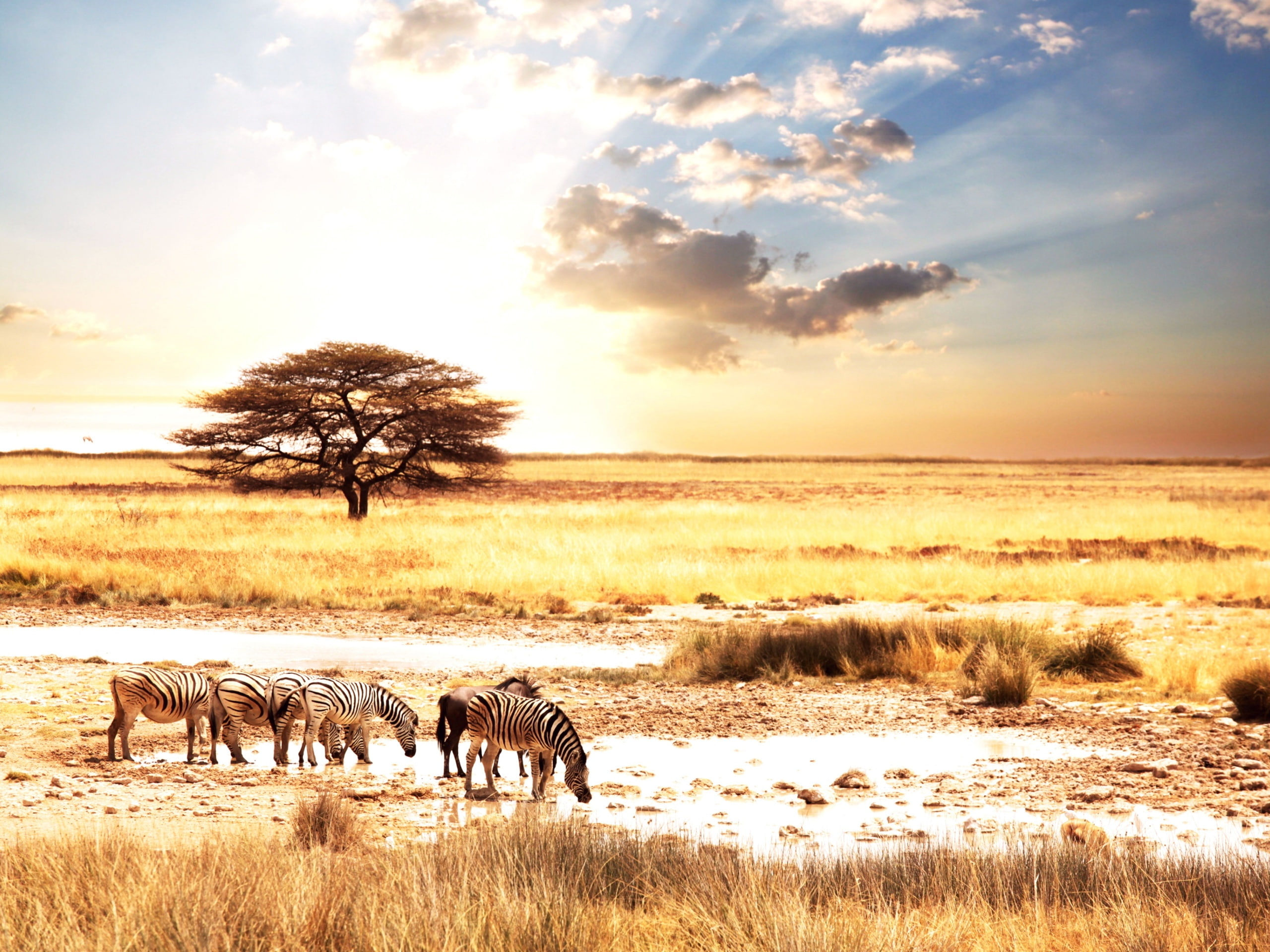 African, 2K, Zebra, Savanna, animals, Animal, HD Wallpaper