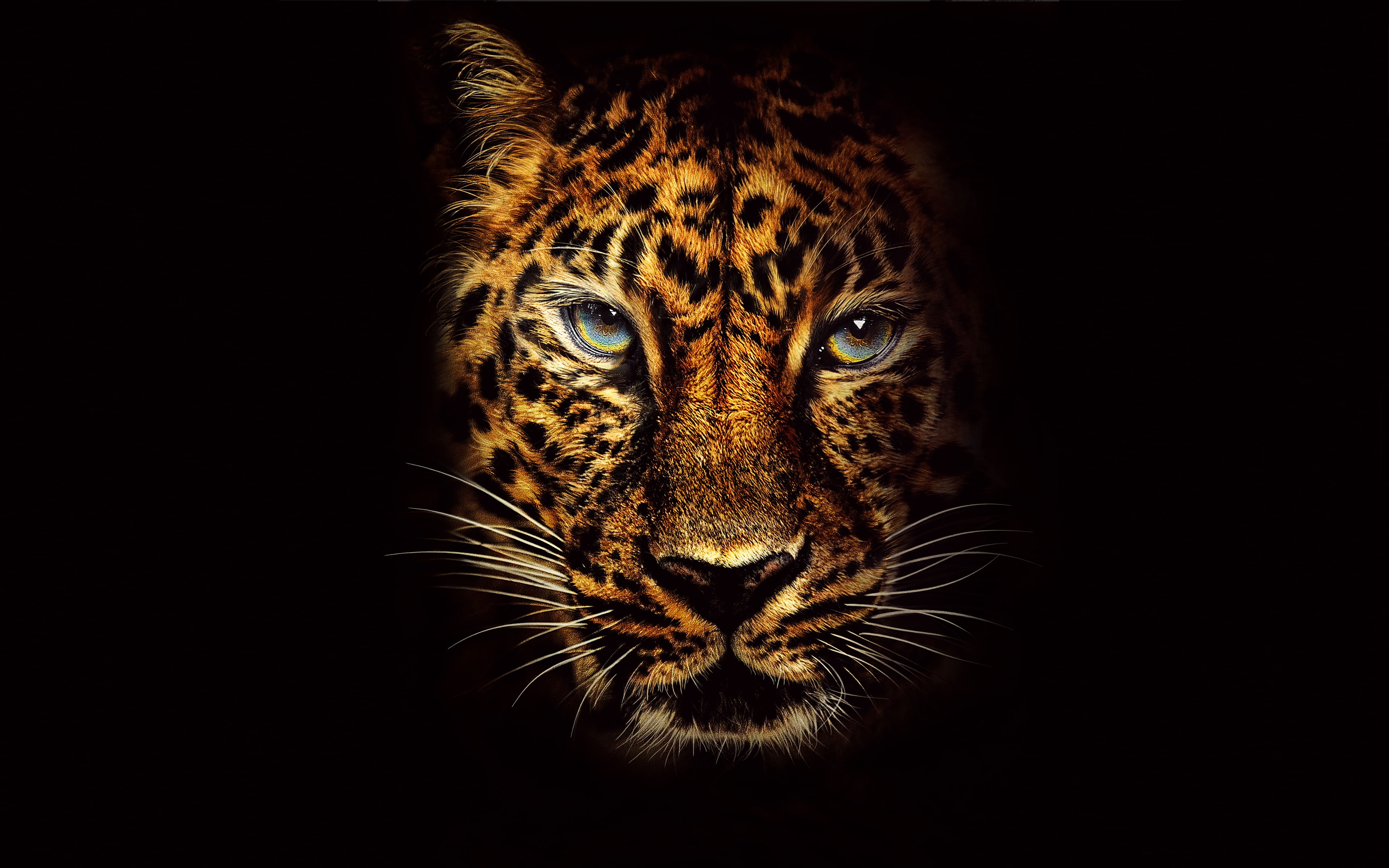 black background, feline, animal wildlife, studio shot, Jaguar, vertebrate, looking at camera, animals in the wild, animal, 4K, one animal, animal body part, HD Wallpaper