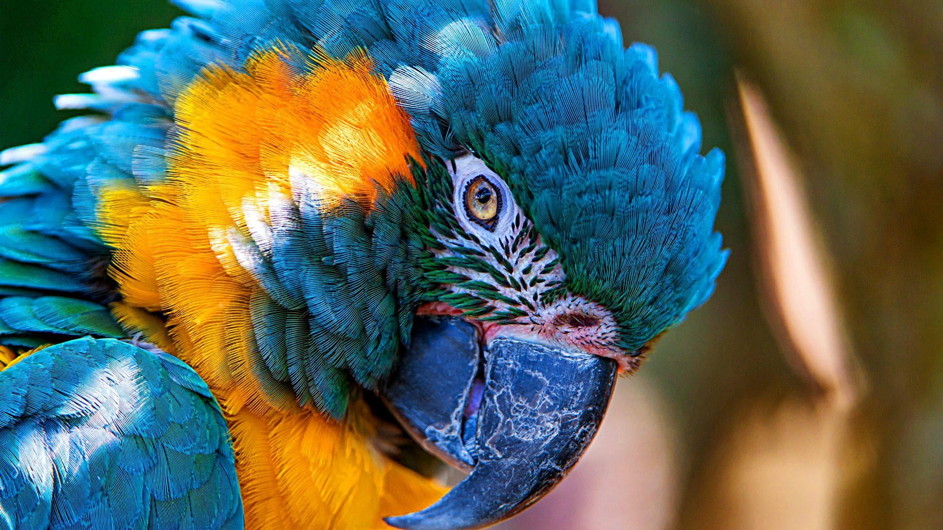 animal themes, animal head, beak, blue, no people, vertebrate, animals in the wild, feather, one animal, animal, bird, nature, animal wildlife, parrot, HD Wallpaper