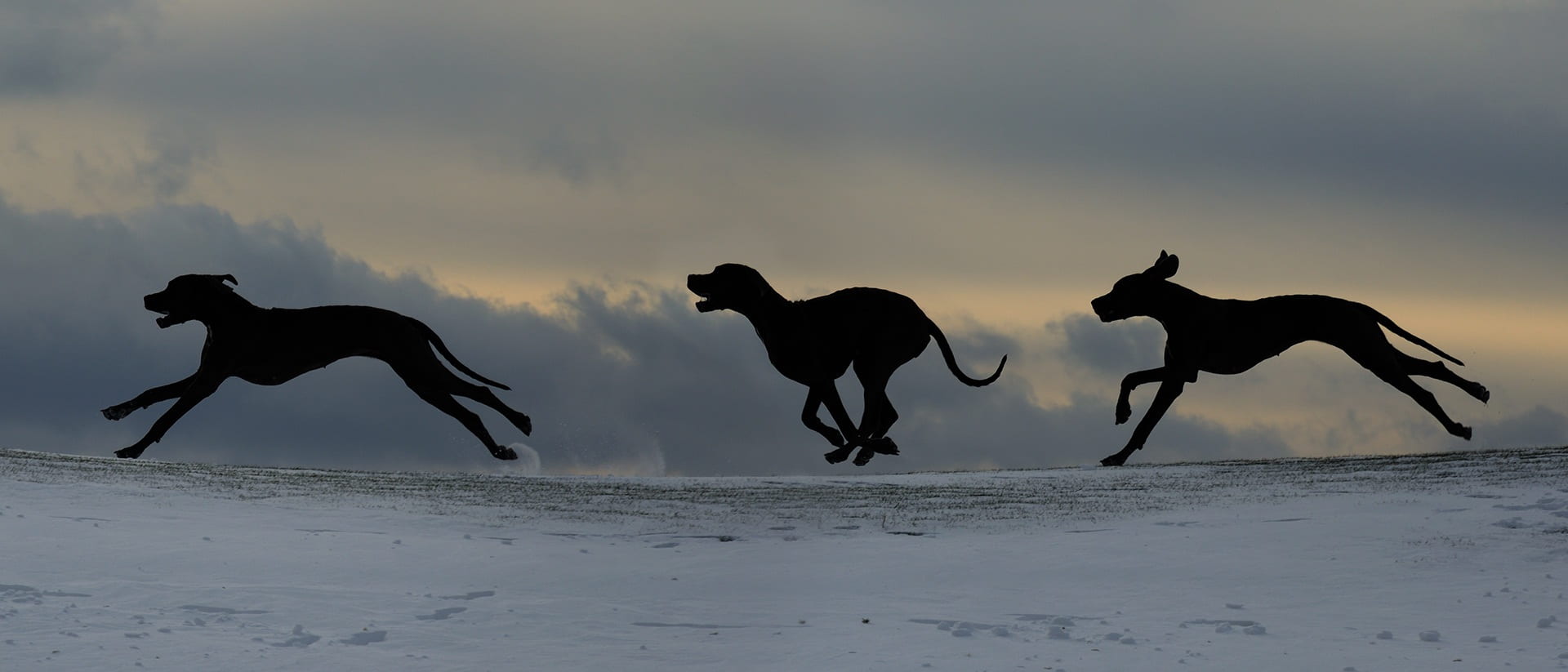 digital composite, animals in the wild, great dane, animal themes, three, motion, two animals, dog run, outdoors, no people, nature, sky, silhouette, 1080P, HD Wallpaper