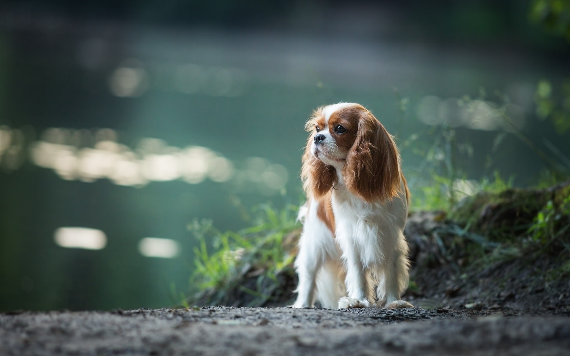 Dog, Cavalier, Charles, King, 1080P, Spaniel, HD Wallpaper