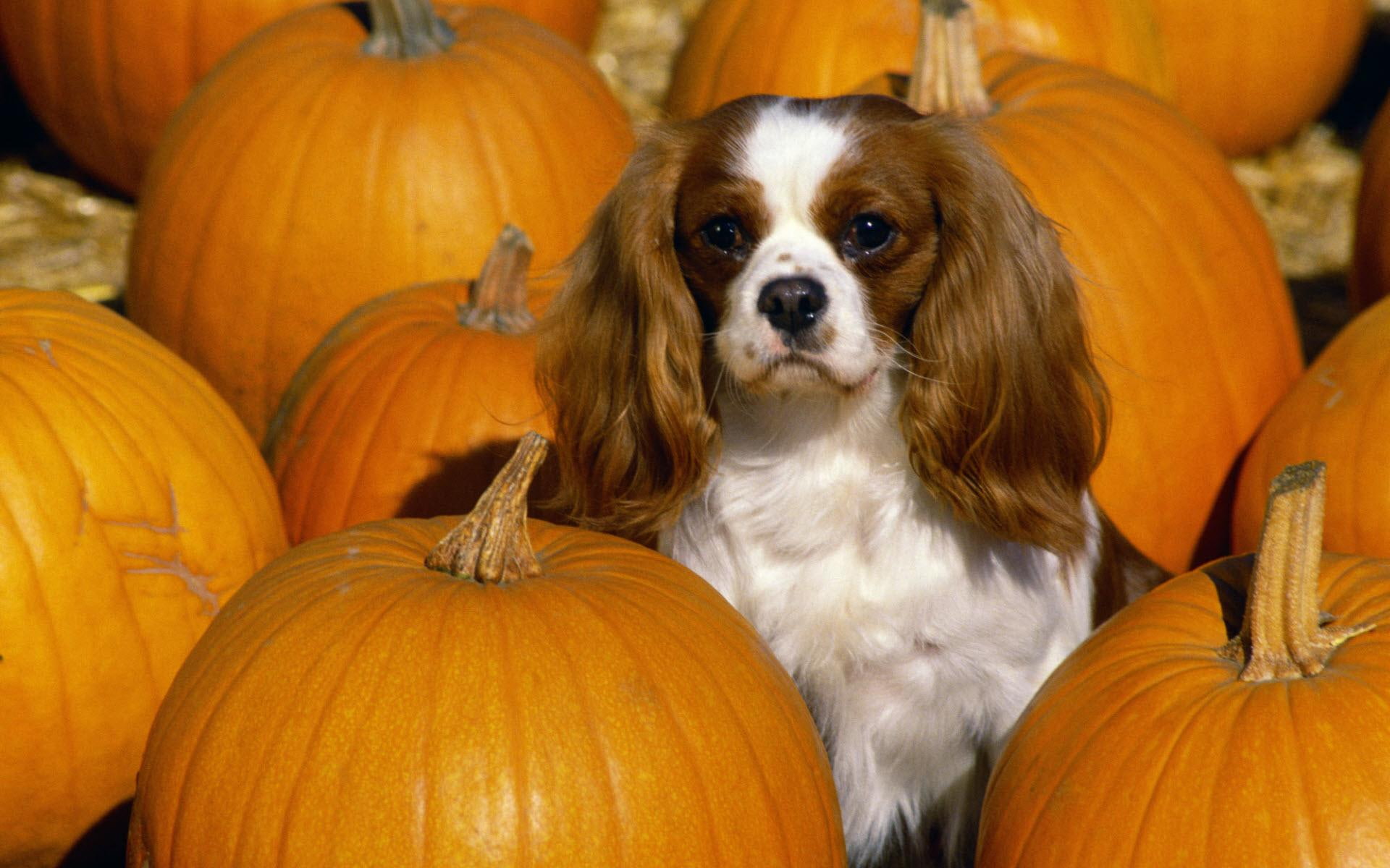 king, charles, 1080P, cavalier, spaniel, cute animals, HD Wallpaper