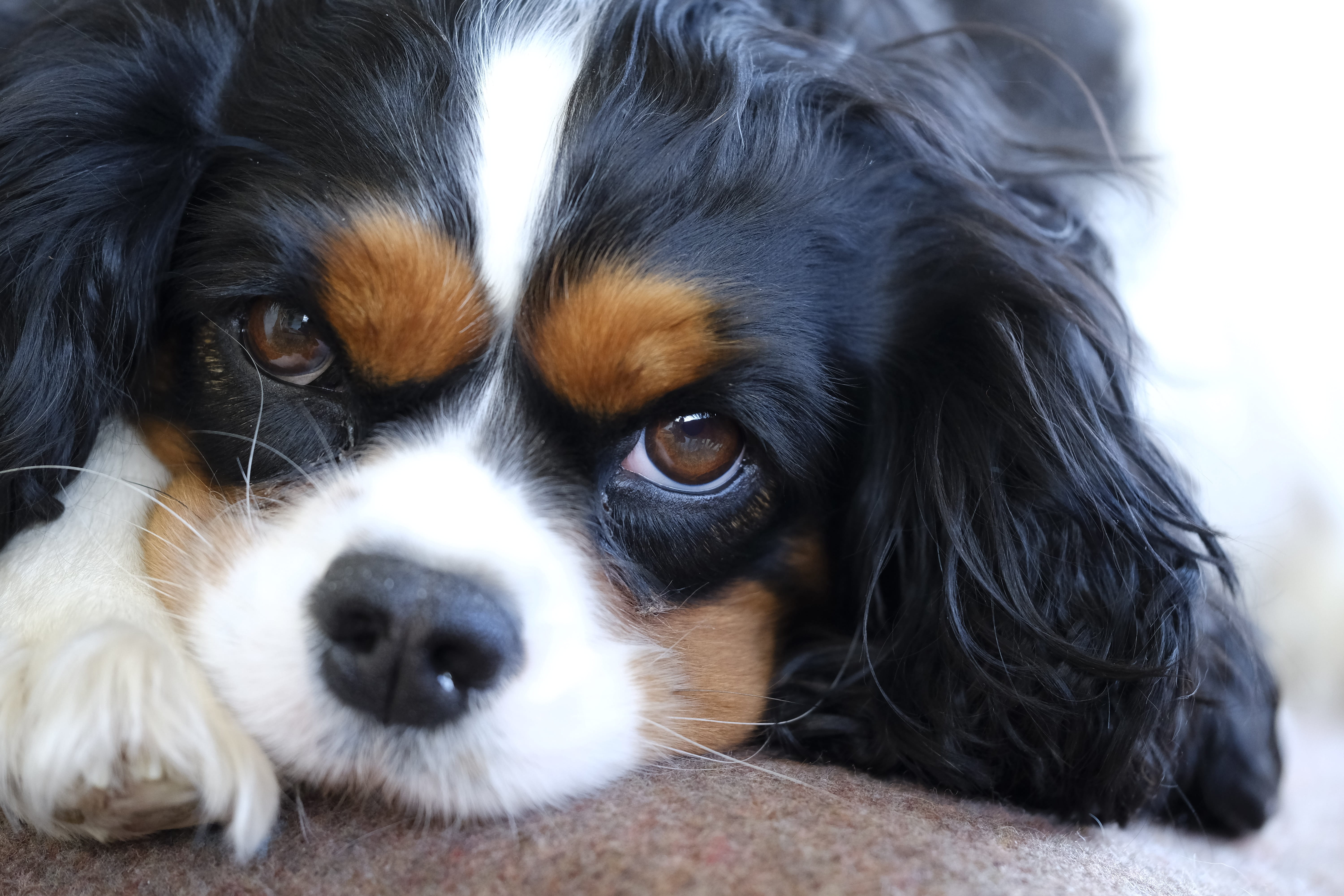 vertebrate, spaniel, pet, animal eye, pets, cavalier king charles spaniel, relaxation, animal, snout, domestic, animal body part, young animal, tricolor, HD Wallpaper