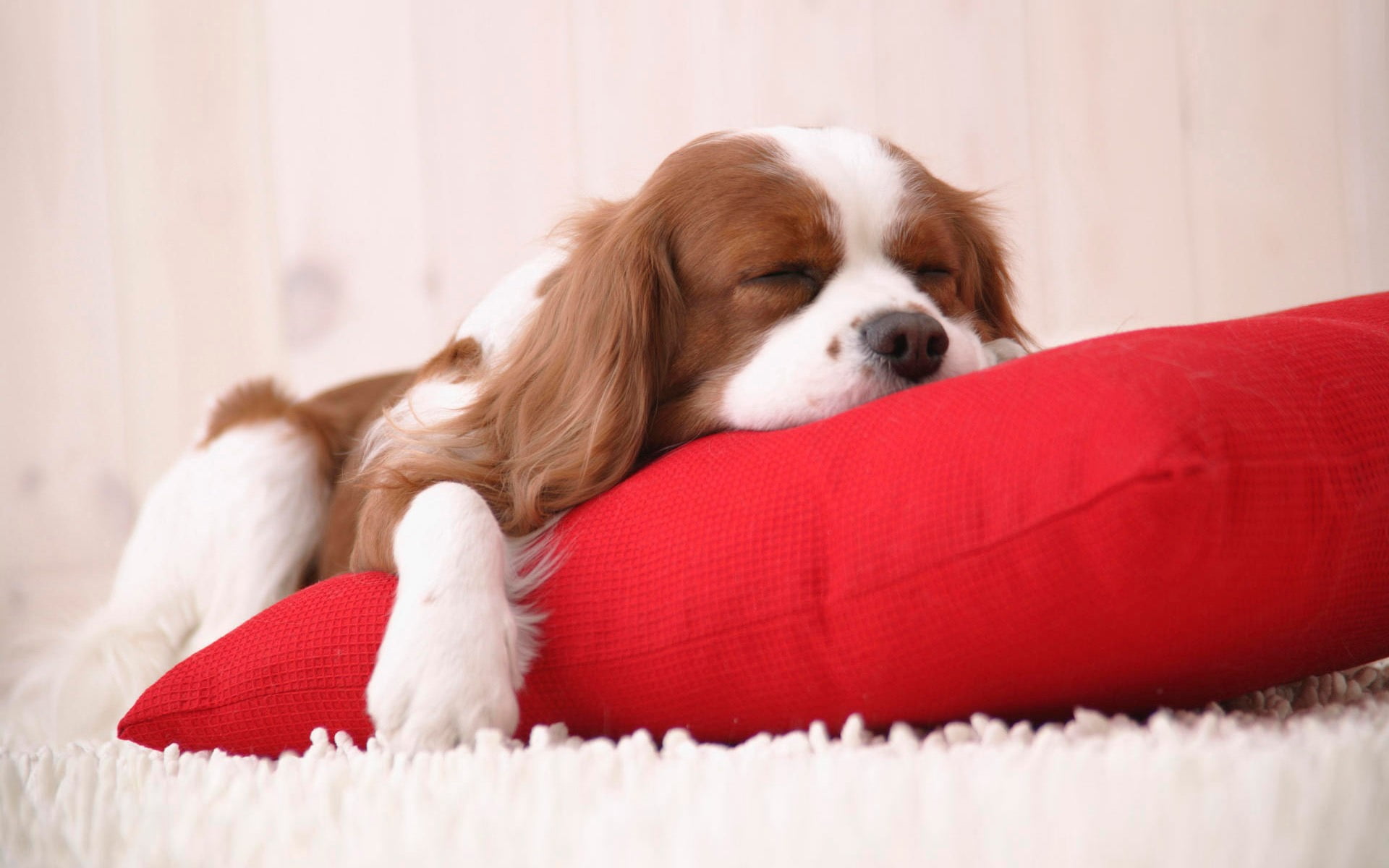 1080P, lying down, domestic animals, furniture, animal head, young animal, king, pets, cute, dogs, charles, cavalier king charles spaniel, Dog, indoors, HD Wallpaper
