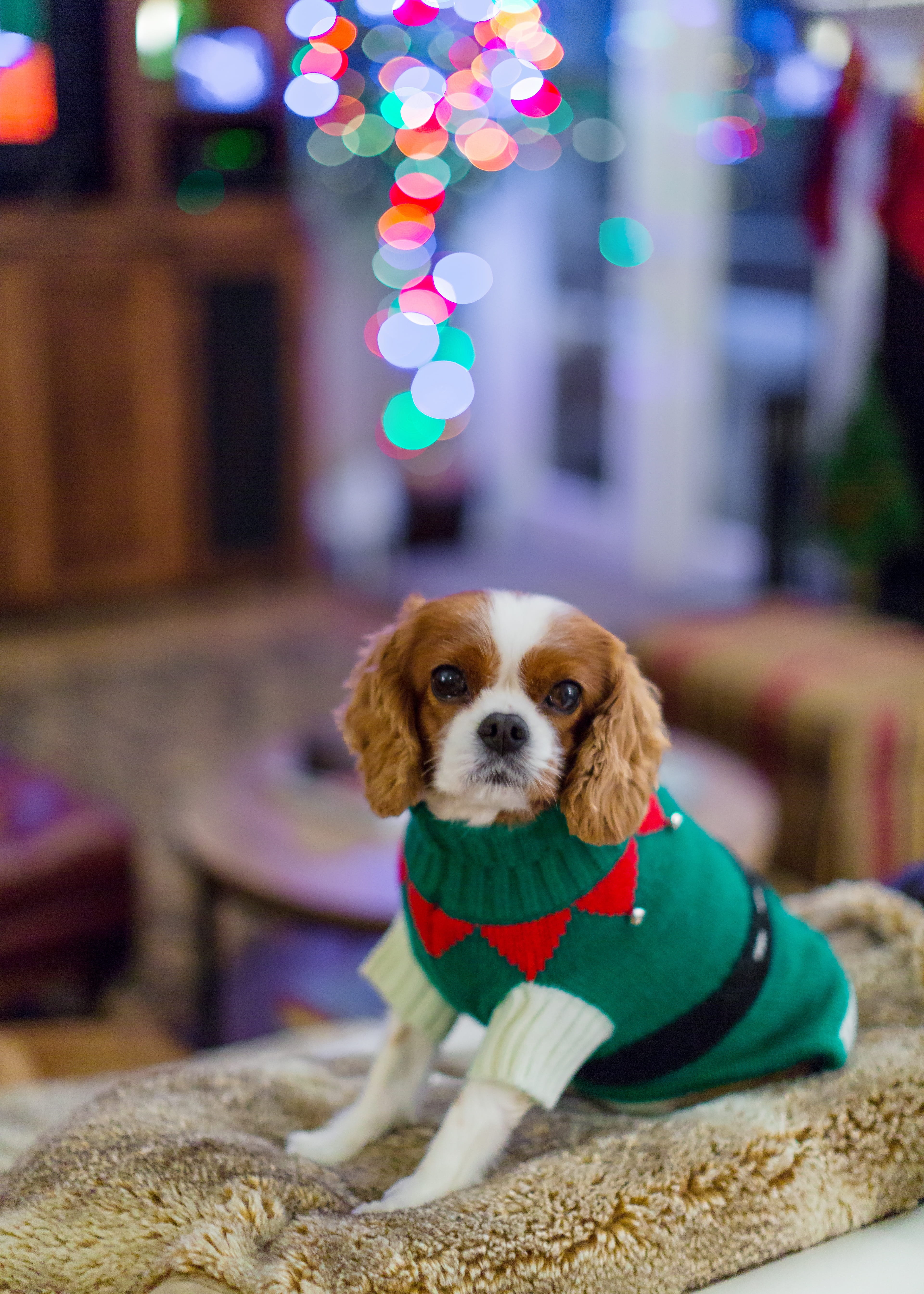 christmas, pets, spaniel, indoors, no people, focus on foreground, domestic, one animal, dog sweater, elf, 5K, animal, looking at camera, young animal, Phone HD Wallpaper
