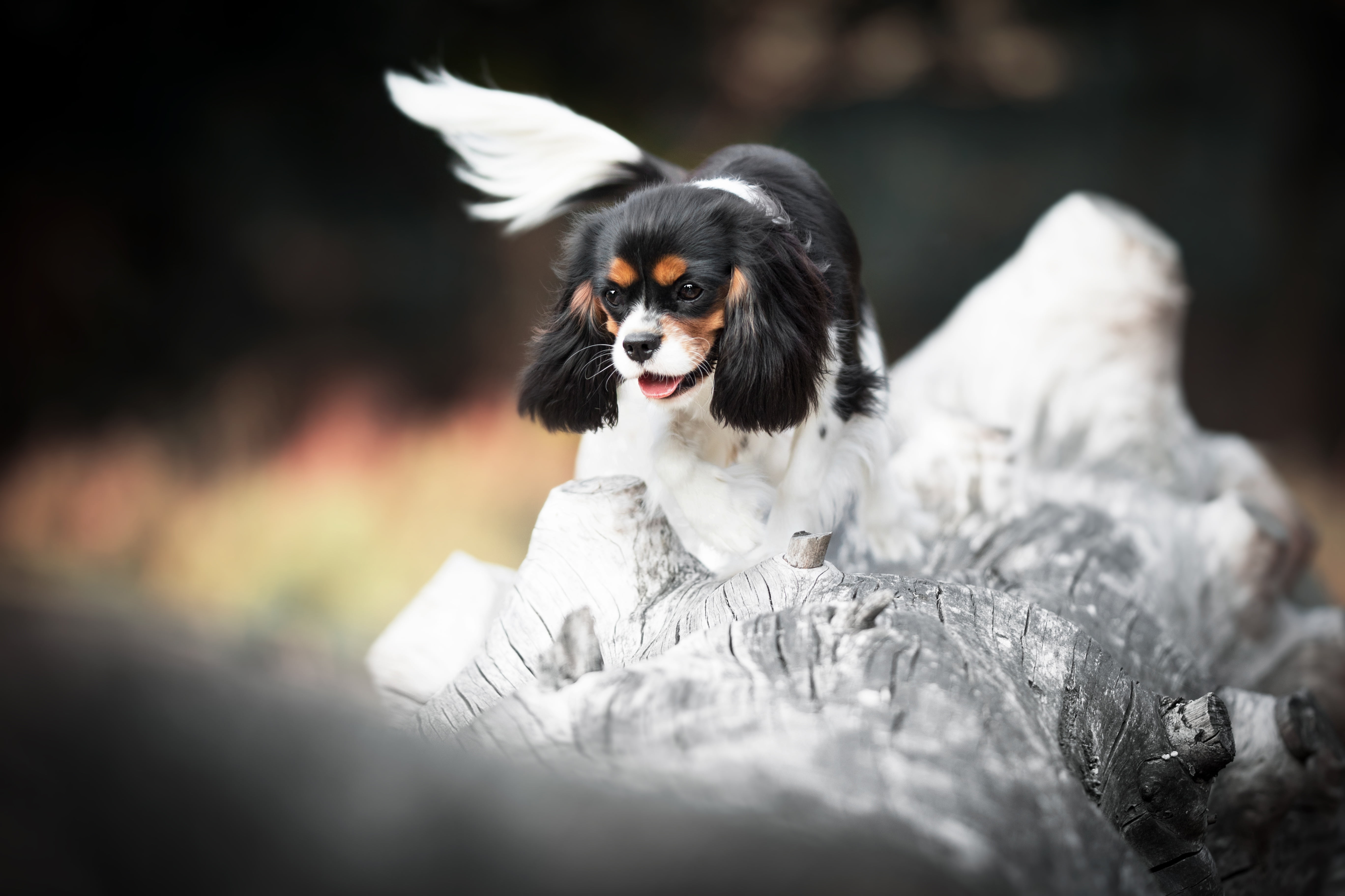 cavalier-king-Charles-Spaniel, puppy, log, pose, 5K, nature, dog, snag, HD Wallpaper