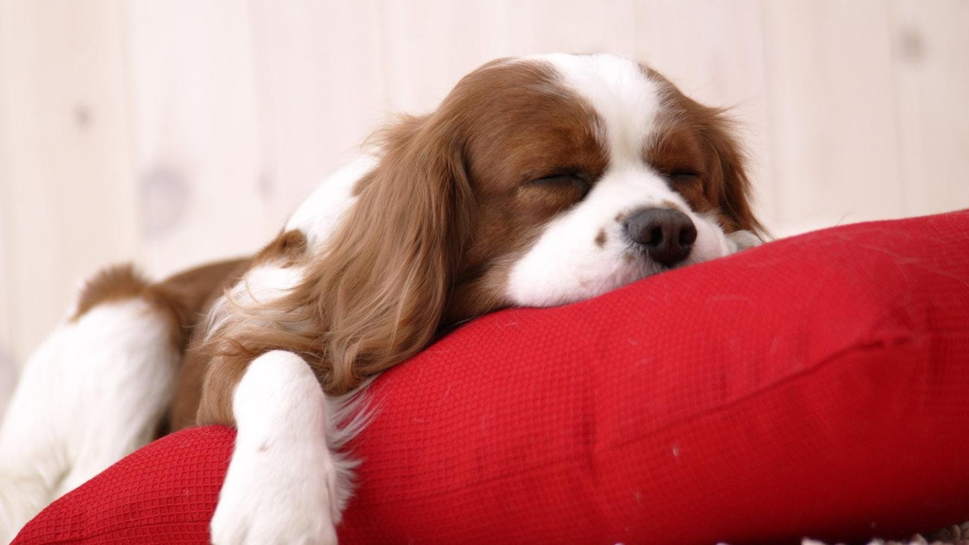 animal, cushion, cavalier king charles spaniel, domestic animals, red, young animal, animal themes, pillow, domestic, furniture, indoors, canine, 1080P, HD Wallpaper