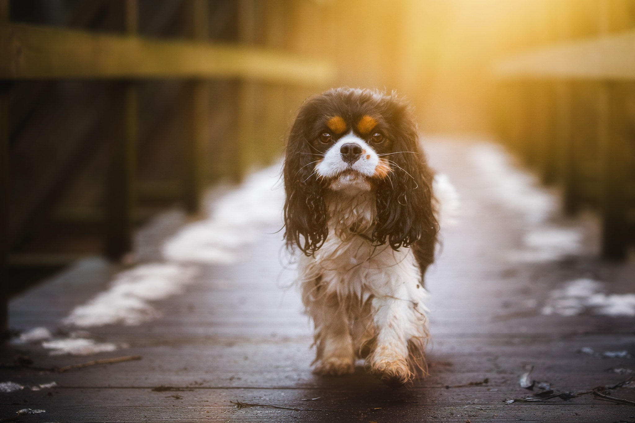 1080P, wet, look, The cavalier king Charles Spaniel, doggie, dog, HD Wallpaper