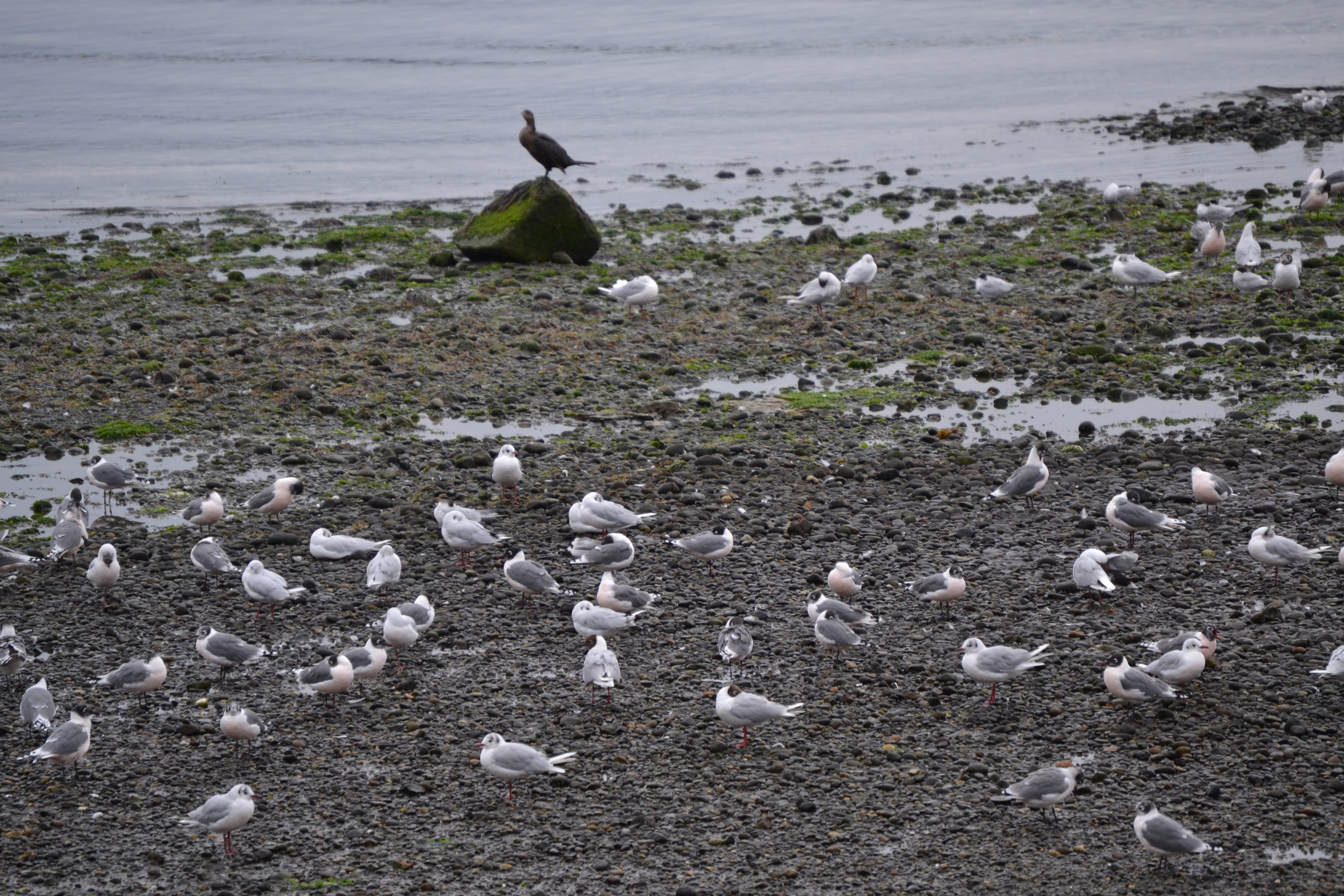 sea, birds, vertebrate, beauty in nature, field, chile, chiloé island, chiloe, seagull, nature, bird, animal wildlife, flock of birds, animal themes, large group of animals, HD Wallpaper