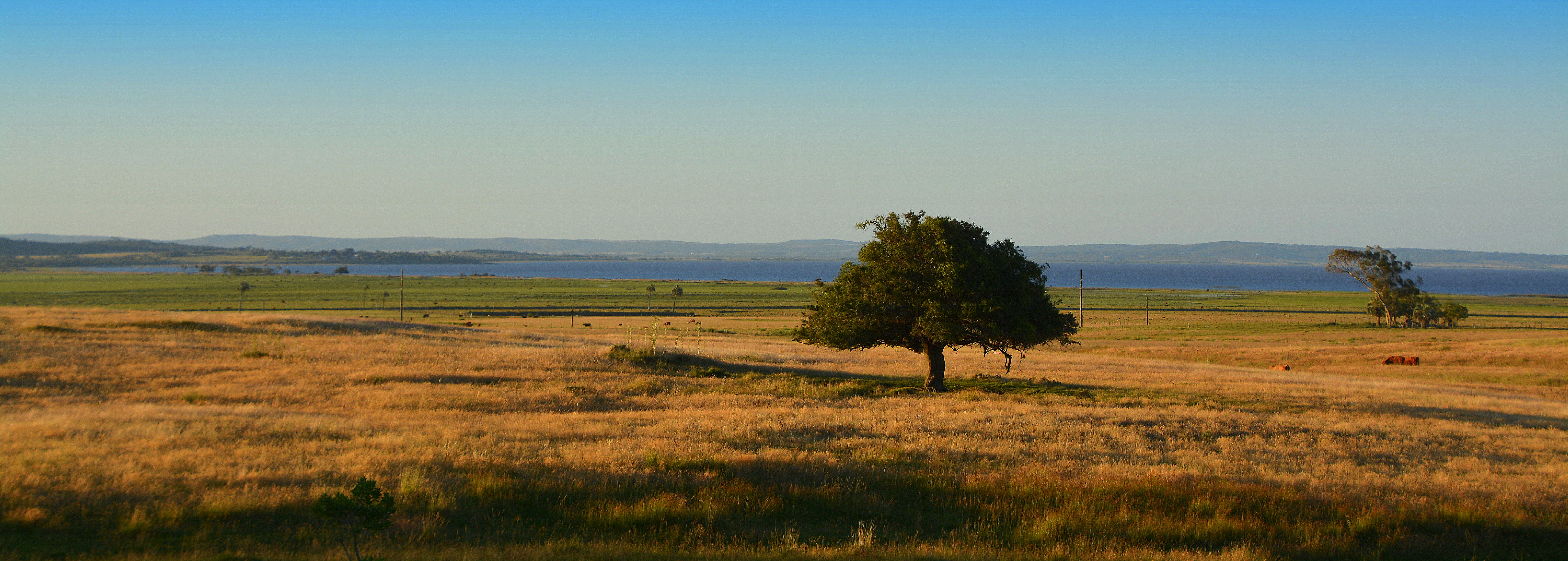 Sud  America, Negra, Uruguai, Rocha, Pampa, day, rural Scene, Tree, Árvore, landscape, sky, meadow, 5K, Bäume, del Sur, Clouds, du, green tree, América do Sul, HD Wallpaper