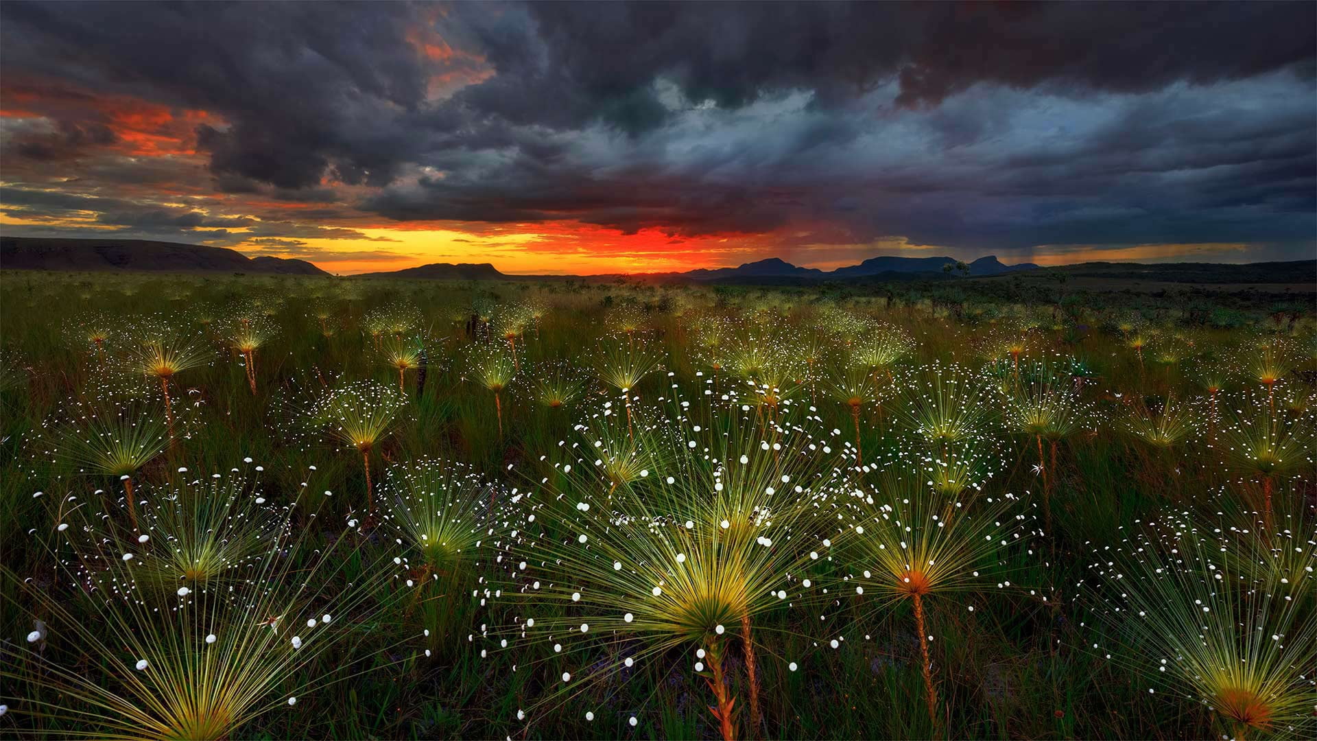 paepalanthus, 1080P, glow, clouds, Brazil, Chapada DOS Veadeiros, plant, HD Wallpaper