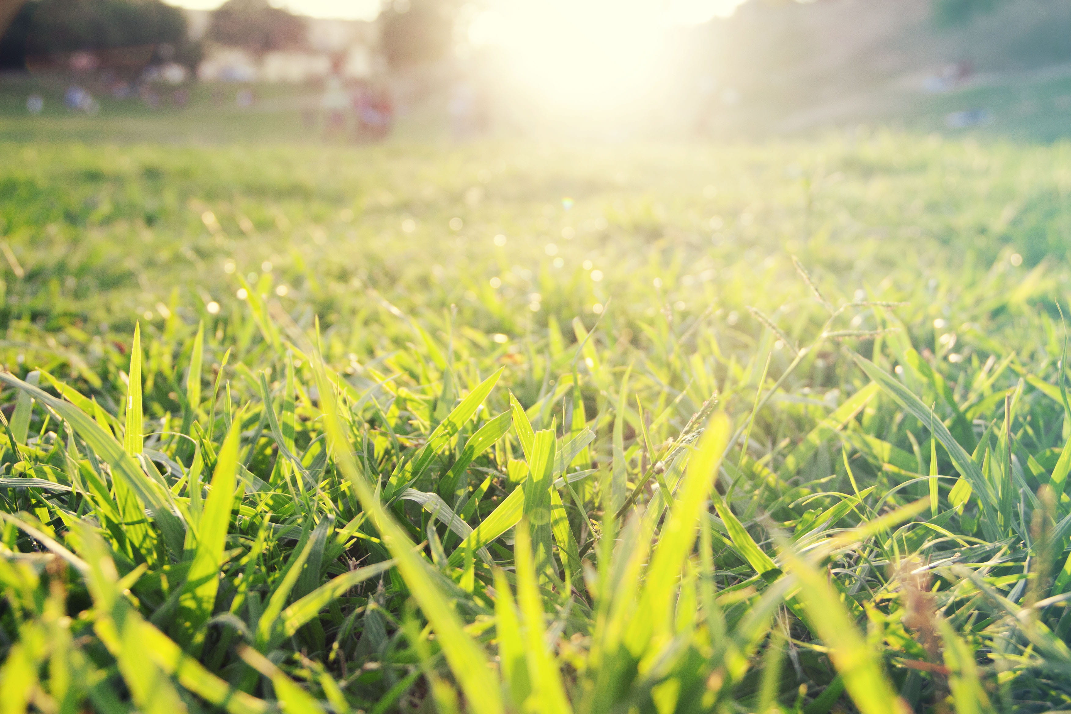 afternoon, blade of grass, land, selective focus, brazil, grass, descanso, growth, rio de janeiro, quinta da boa vista, green, rj, bright, peace, grama, HD Wallpaper