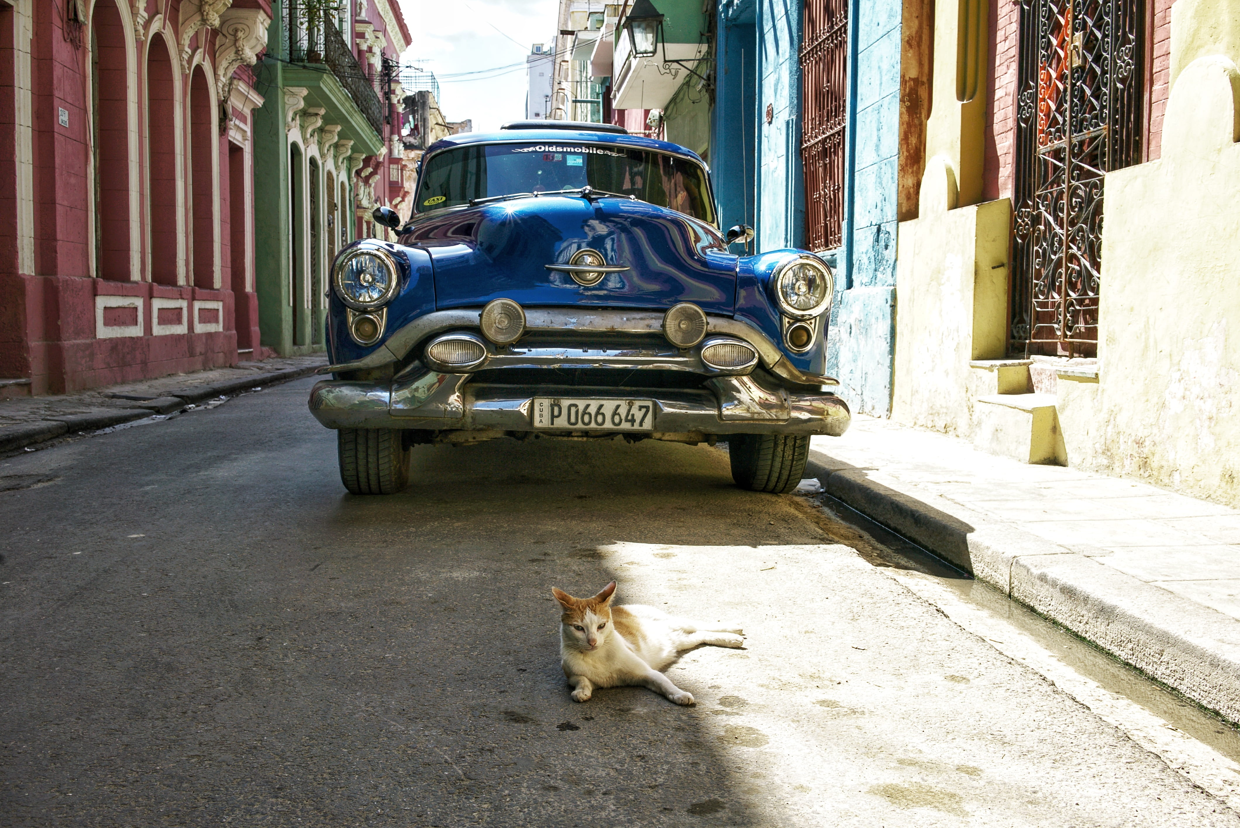 domestic cat, animal, pets, street, one animal, no people, building, mode of transportation, cars, architecture, travel, mammal, domestic animals, cats, HD Wallpaper
