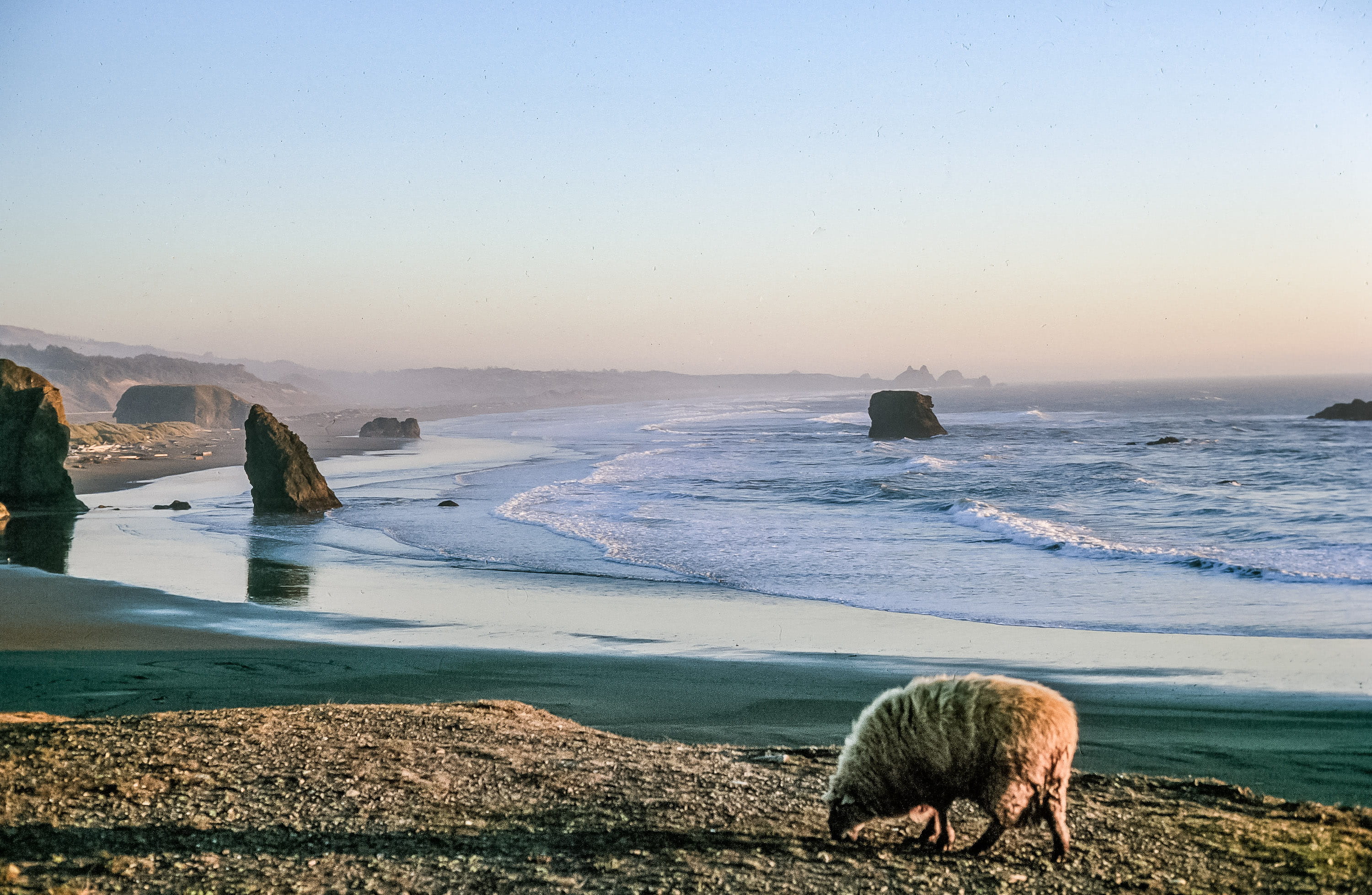 sunshine, tranquil scene, sun, mammal, funny, surface, twilight, shore, strange, sheep, dawn, heaven, sun beam, reflection, real people, sunset, grazing, HD Wallpaper