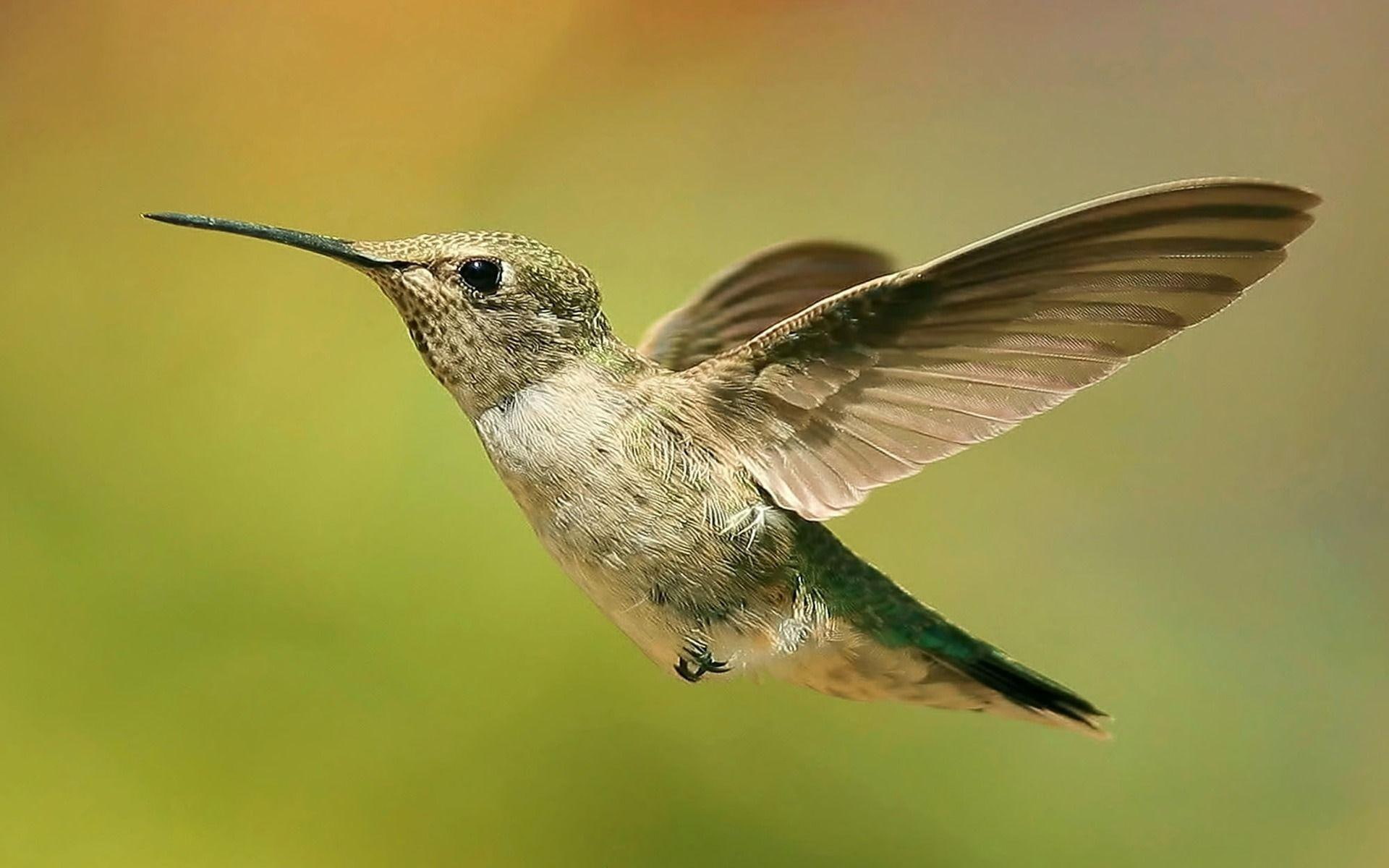 resolutions, 1080P, birds, colibri, widescreen, hummingbirds, field, nature, depth, HD Wallpaper