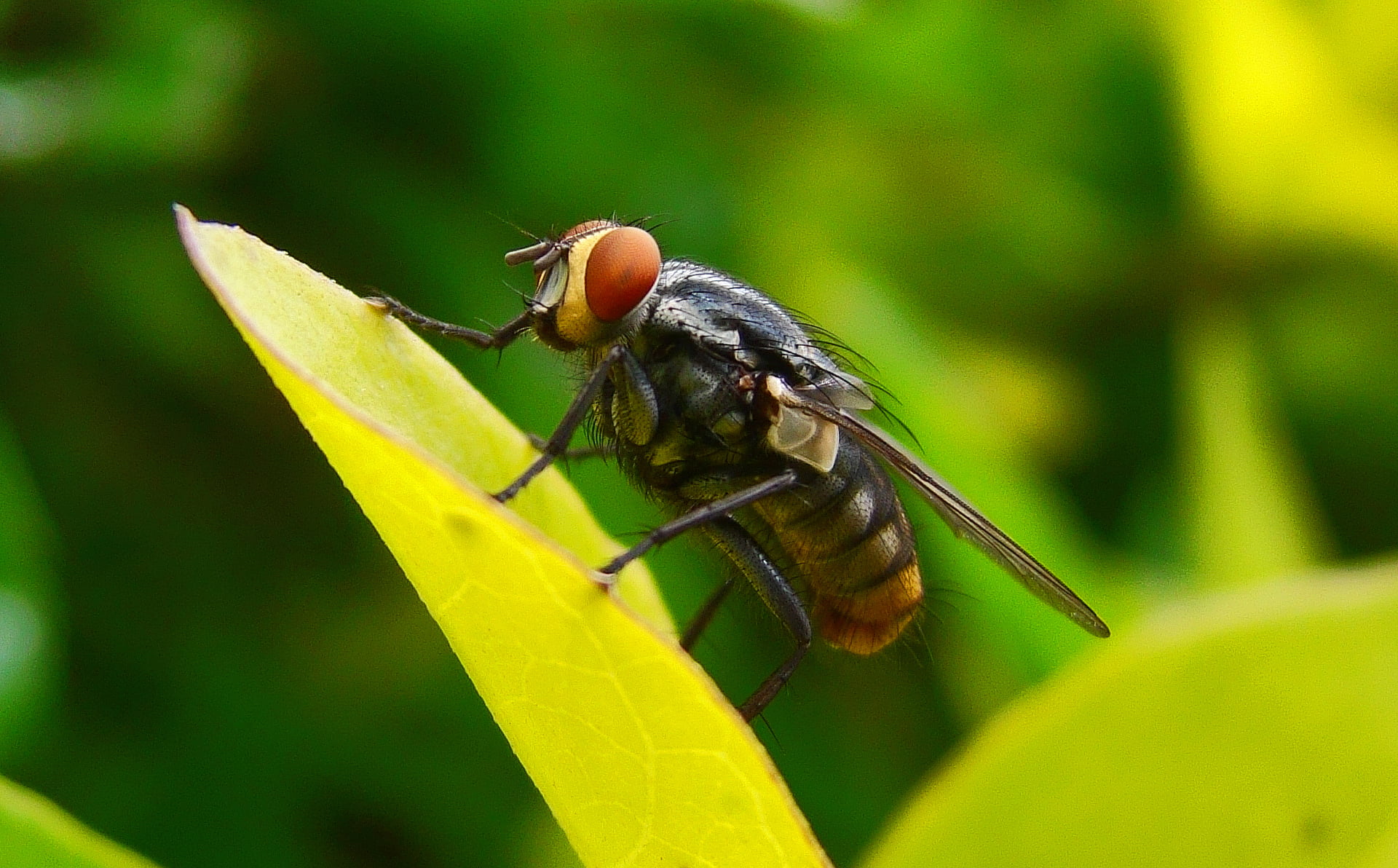 Macro, Mosca, dos, fly, shallow focus, shallow, insect, mundo, close-up, animal, 1080P, black, bee, sony, nature, flower, green, photography, digital, HD Wallpaper