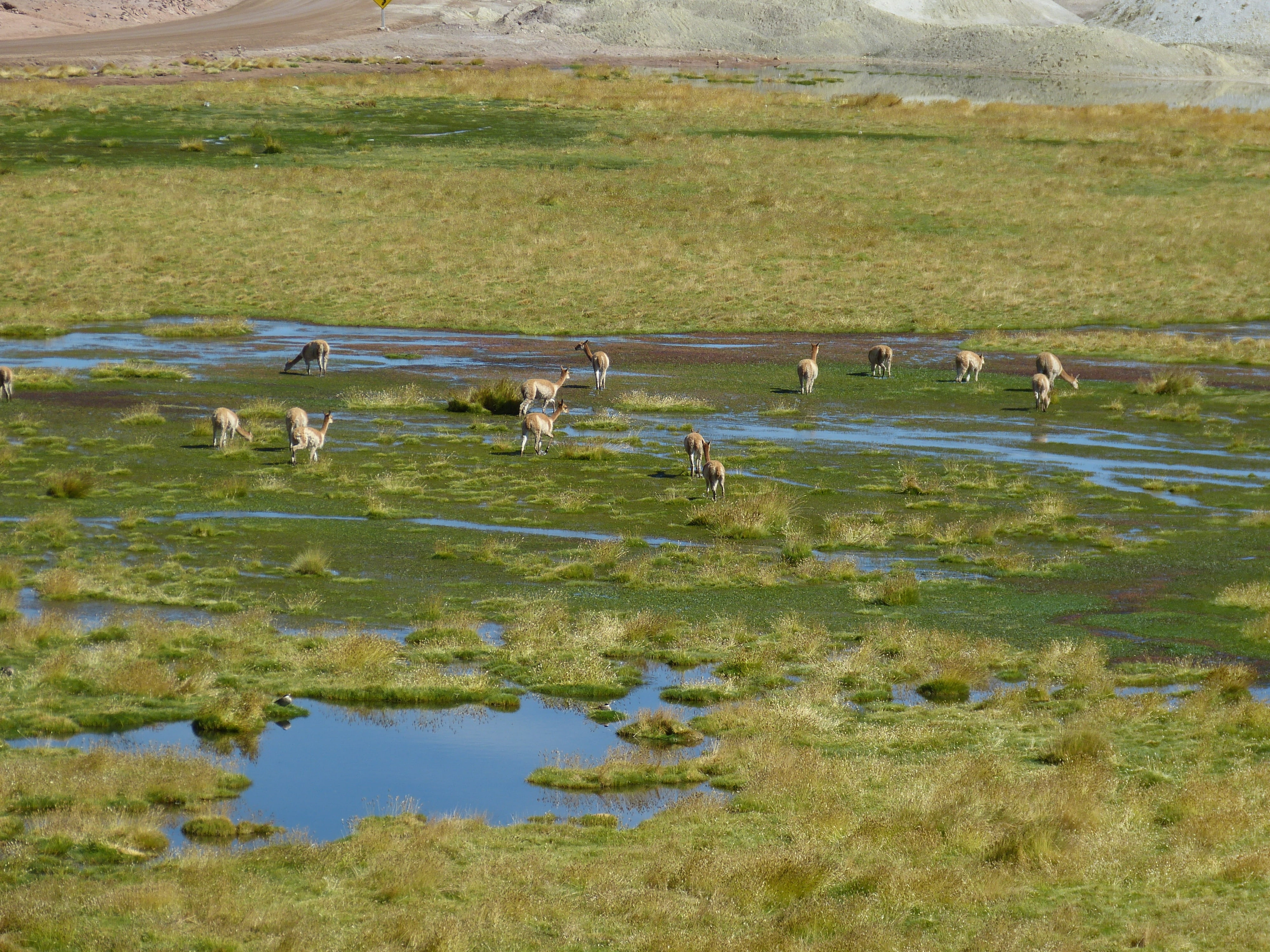 animal themes, eat, drinking, animal wildlife, san pedro, domestic animals, outdoors, grass, vertebrate, mammal, group of animals, lama, plant, bird, dry, HD Wallpaper