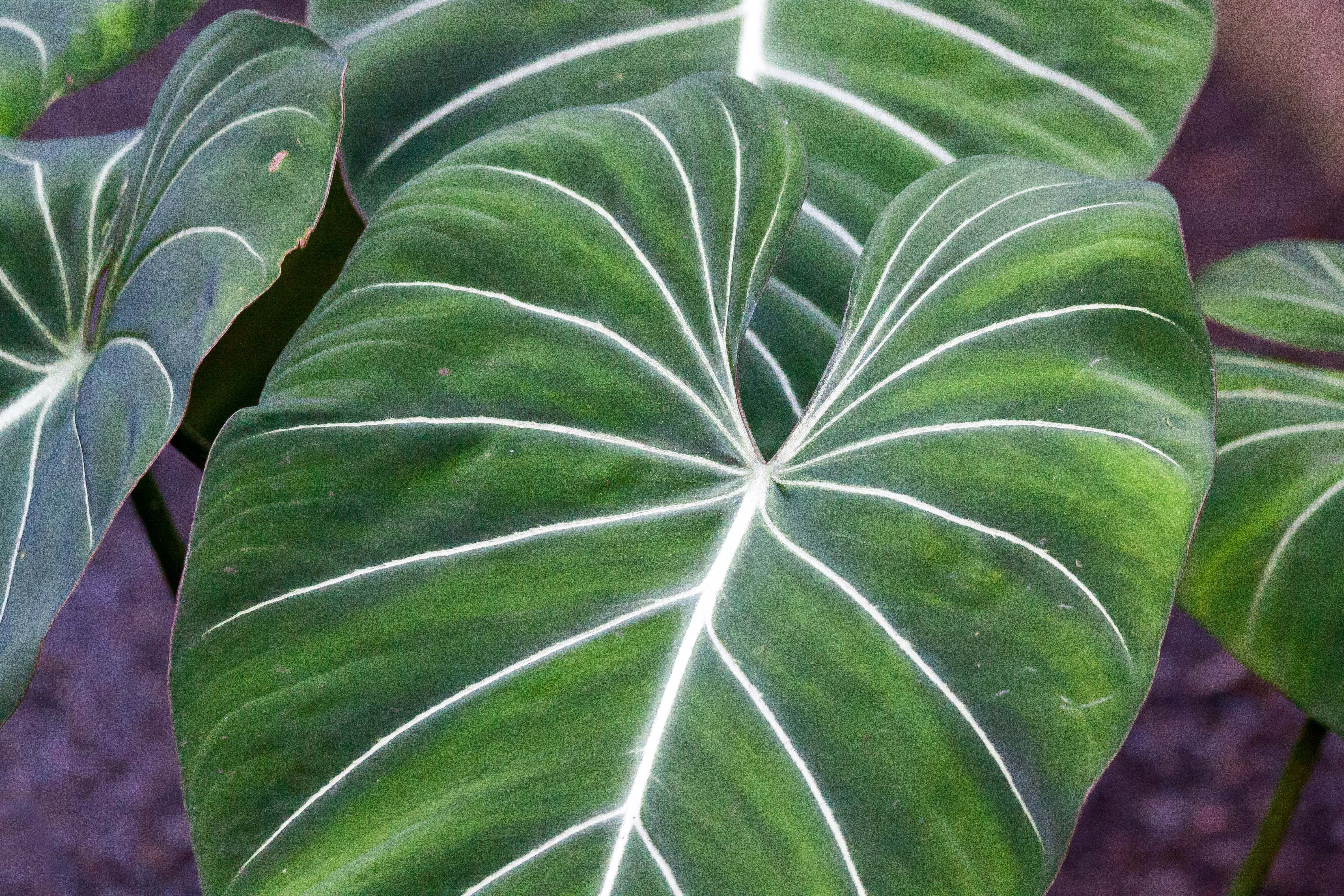 leaves, leaf vein, close-up, high angle view, nature, colombia, focus on foreground, growth, flora, 4K, no people, green color, plant part, outdoors, food and drink, HD Wallpaper