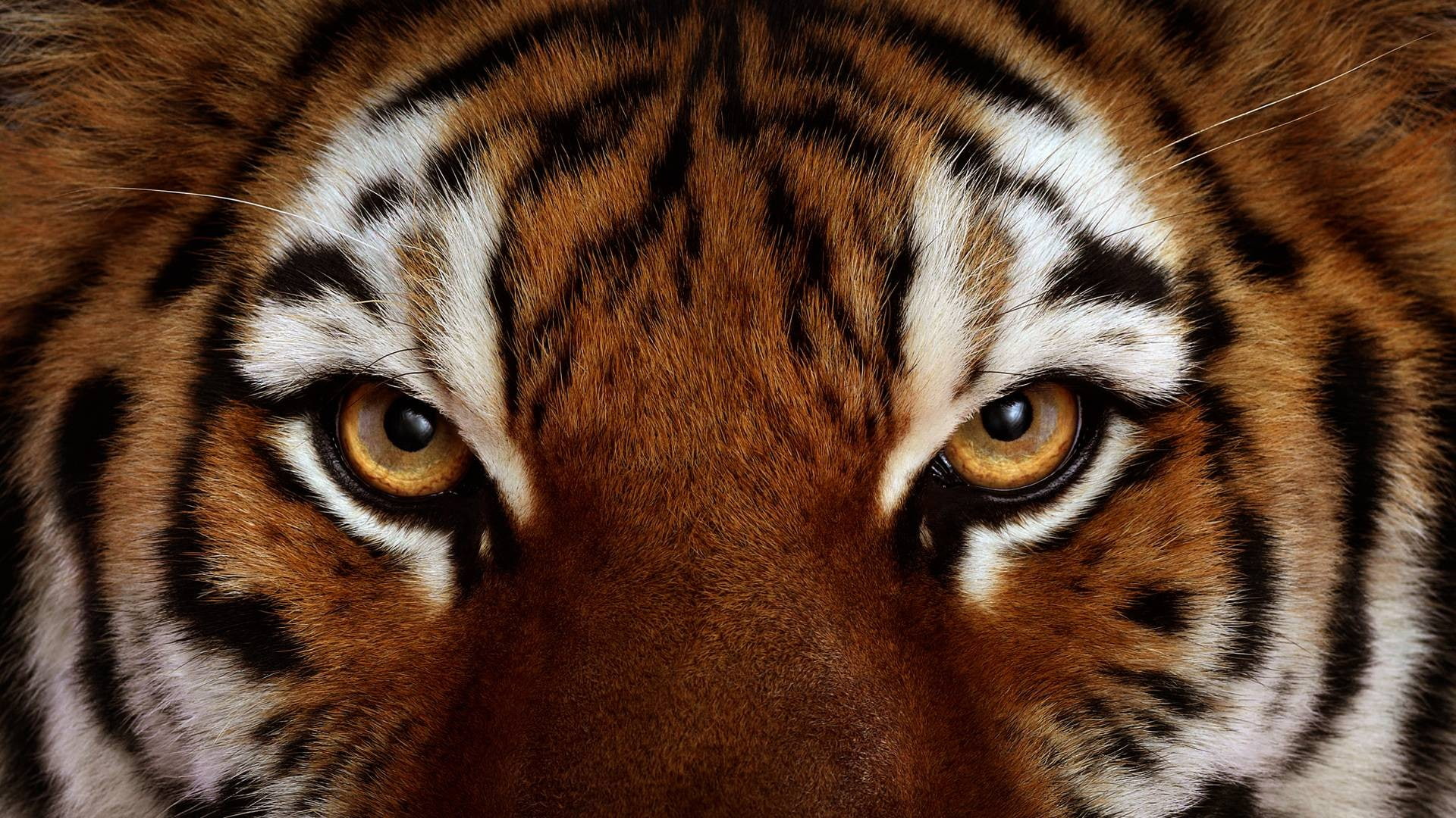 closeup, animals, eyes, tiger, 1080P, HD Wallpaper