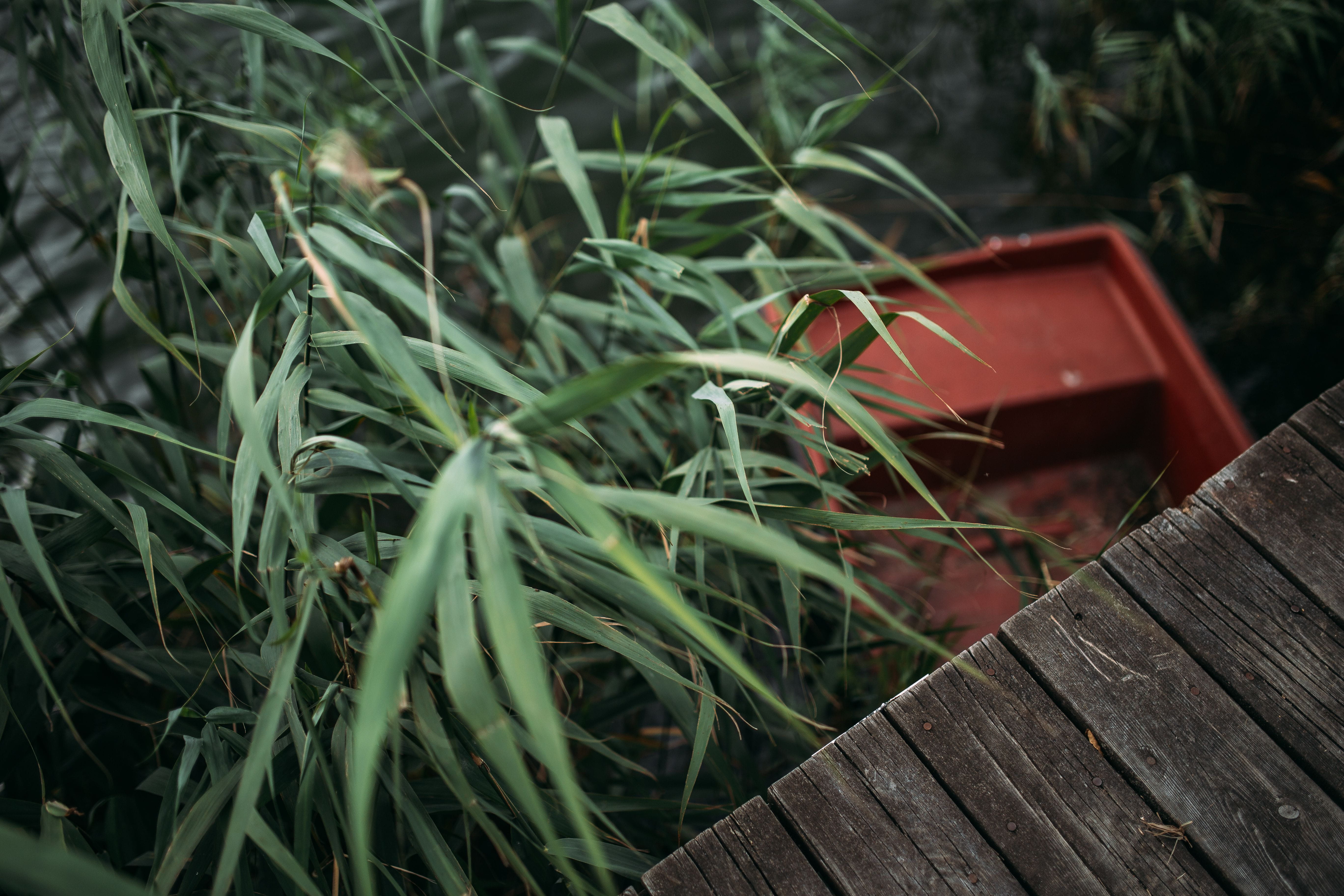 no people, freshness, land, plant part, close-up, high angle view, waterscape, pier, green color, wood, vintage, summer, wood - material, growth, wooden, HD Wallpaper