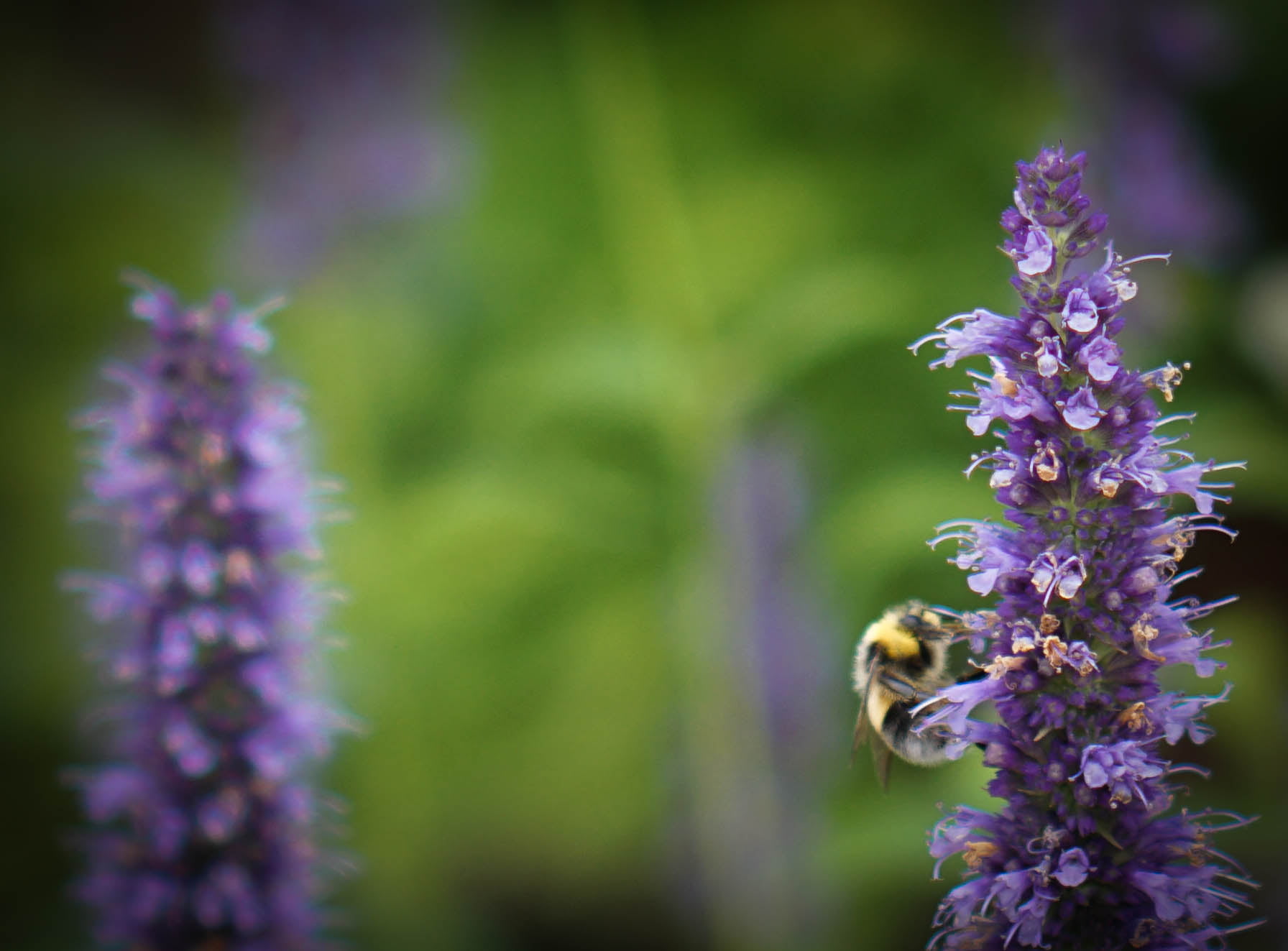 honey, focus, selective, pollination, close-up, nature, purple flower, Another day, 720P, honey bee, selective focus, insect, plant, summer, macro, purple, HD Wallpaper