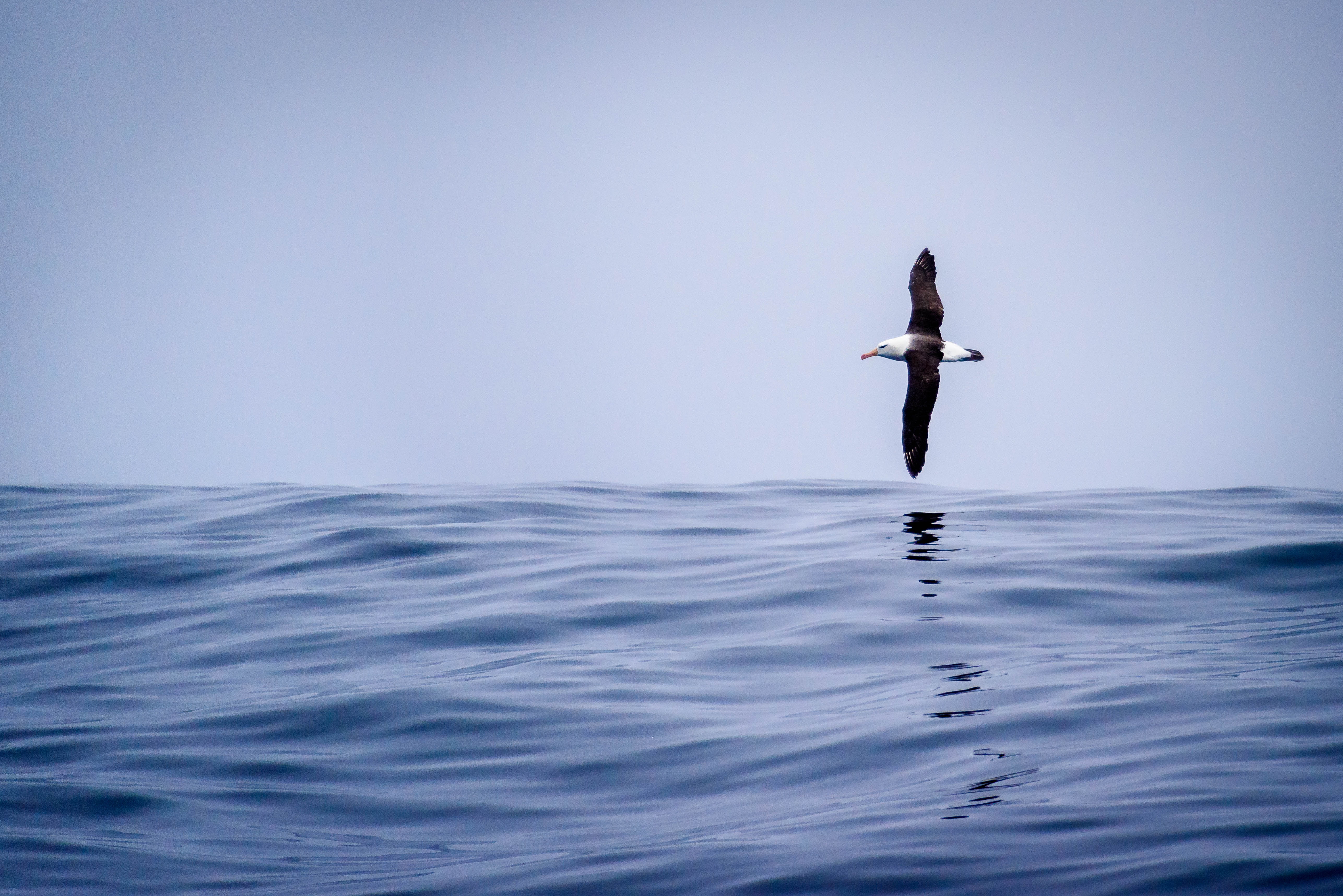 flying, water, Black-browed Albatross, Región de Valparaíso, albatross, Wildlife, animal Wing, animal, daytime, Ocean, Valparaíso  Región, white, nature, HD Wallpaper