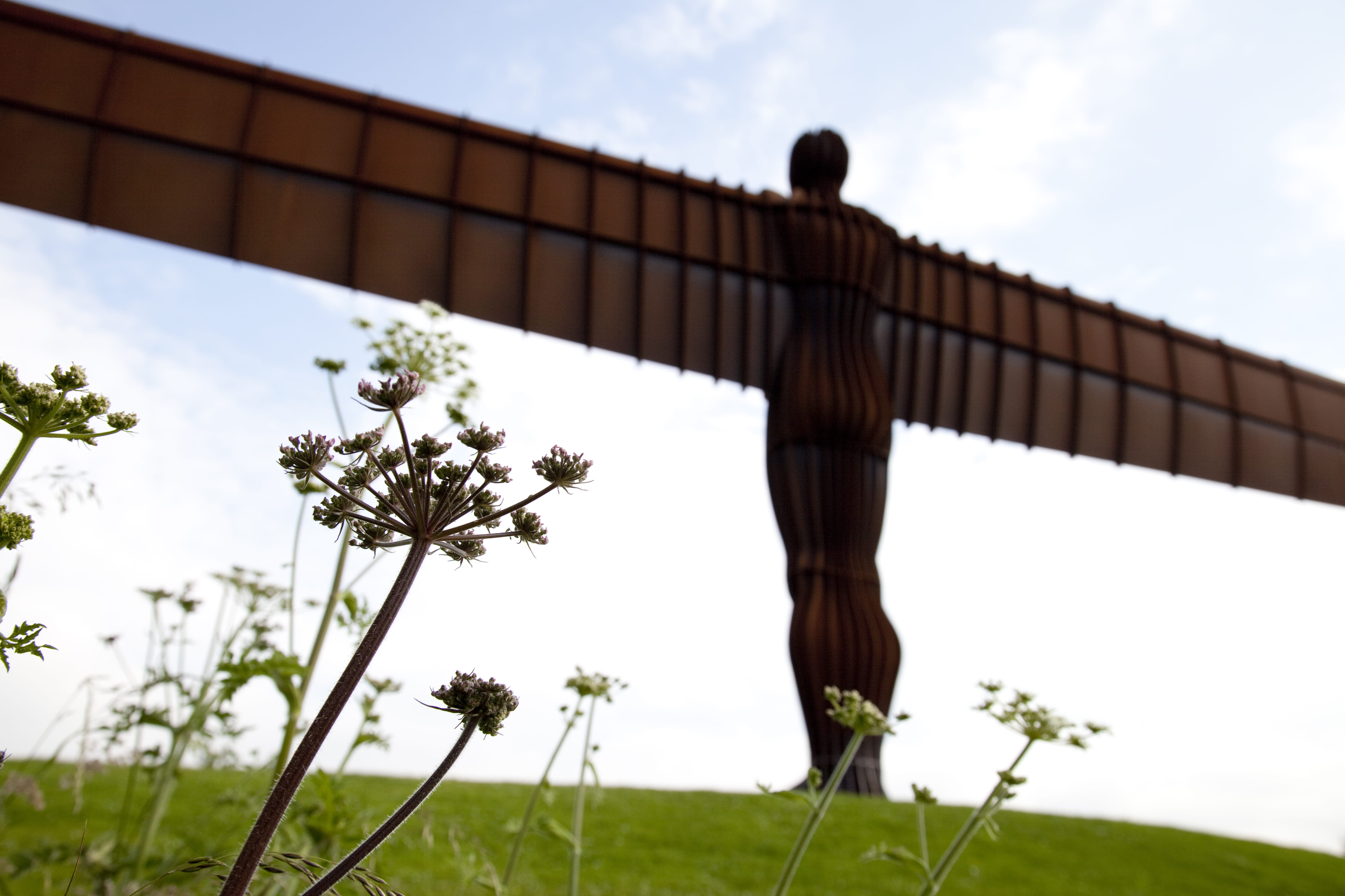 railing, north east, bridge, flowering plant, 5K, outdoors, day, sir anthony gormley, nature, cloud - sky, fragility, low eighton, built structure, growth, HD Wallpaper