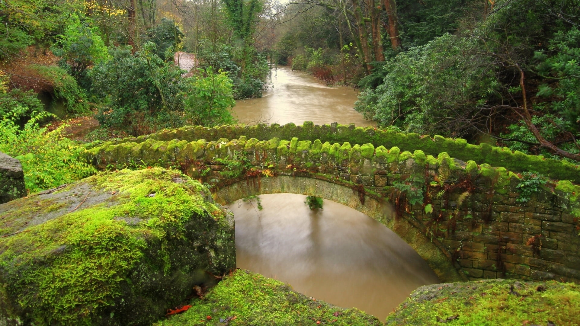 tranquility, stream - flowing water, Newcastle, brown, nature, 1080P, motion, day, river, water, green color, outdoors, tree, beauty in nature, Jesmond Dene, HD Wallpaper