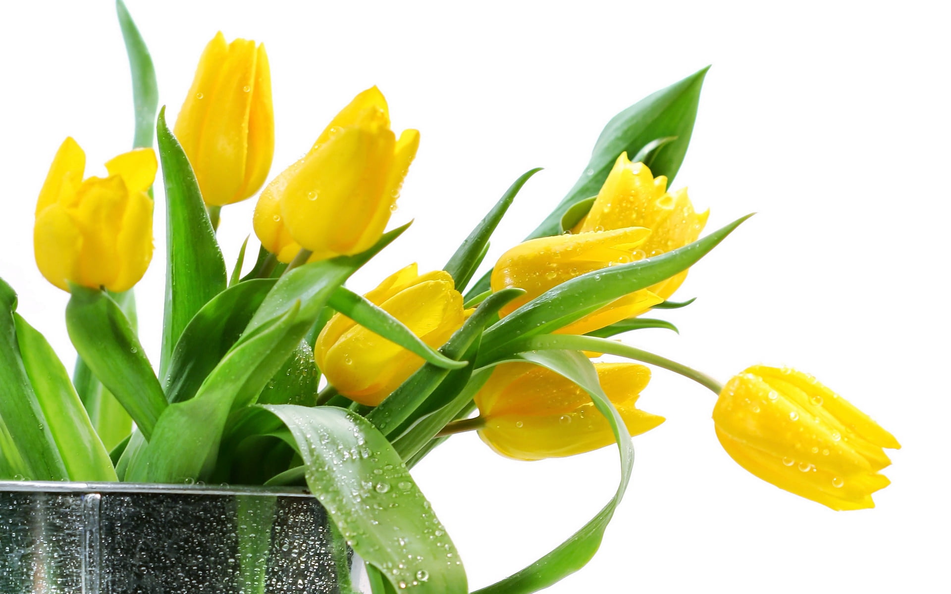 flowers, flower Head, blossom, studio shot, plant part, multi Colored, petal, easter, freshness, indoors, nature, backgrounds, summer, daffodil, no People, HD Wallpaper