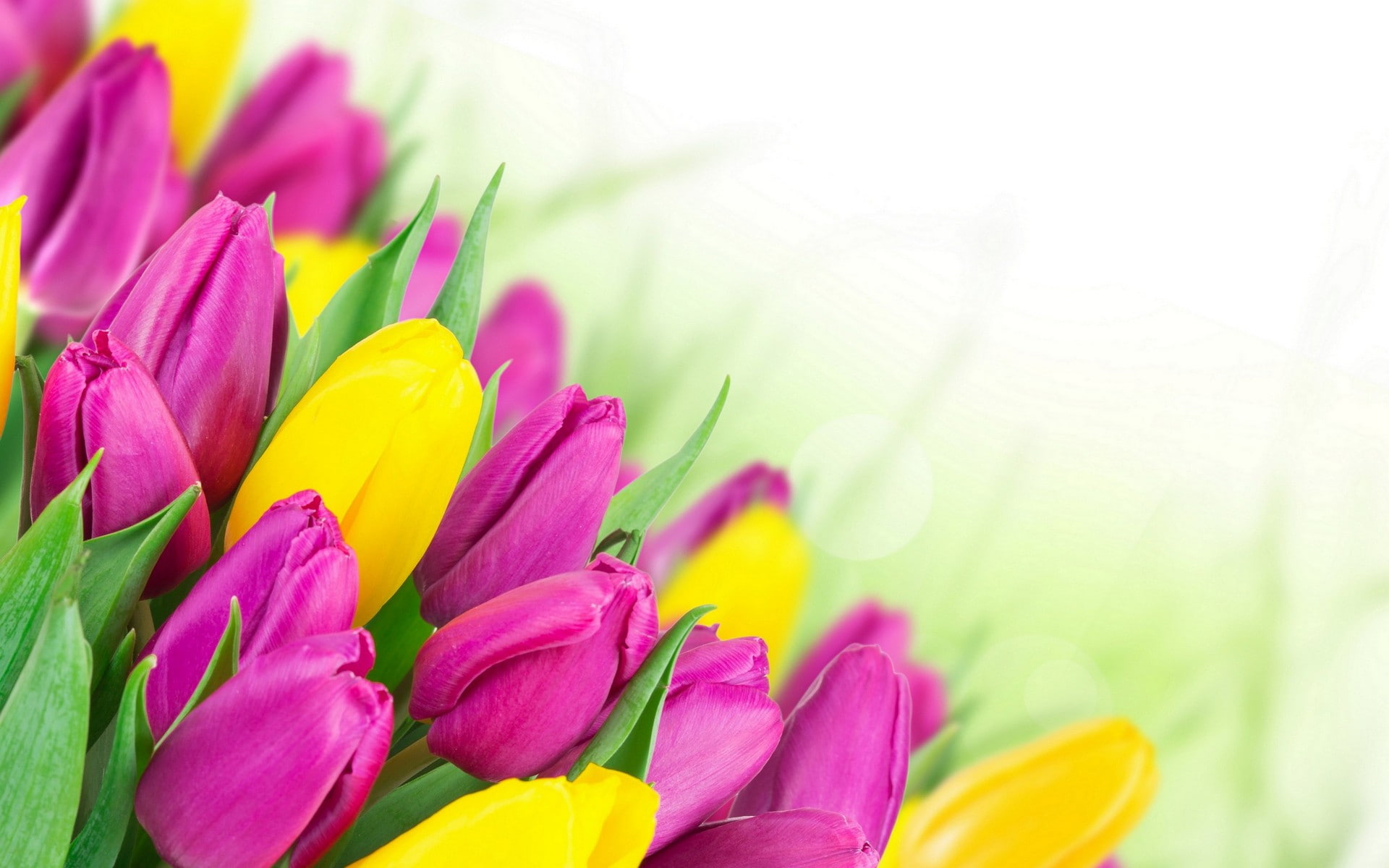flowering plant, multi colored, bright, beauty in nature, dew, inflorescence, green color, tulips, petal, flowerbed, vulnerability, flowers, plant, bouquet, HD Wallpaper