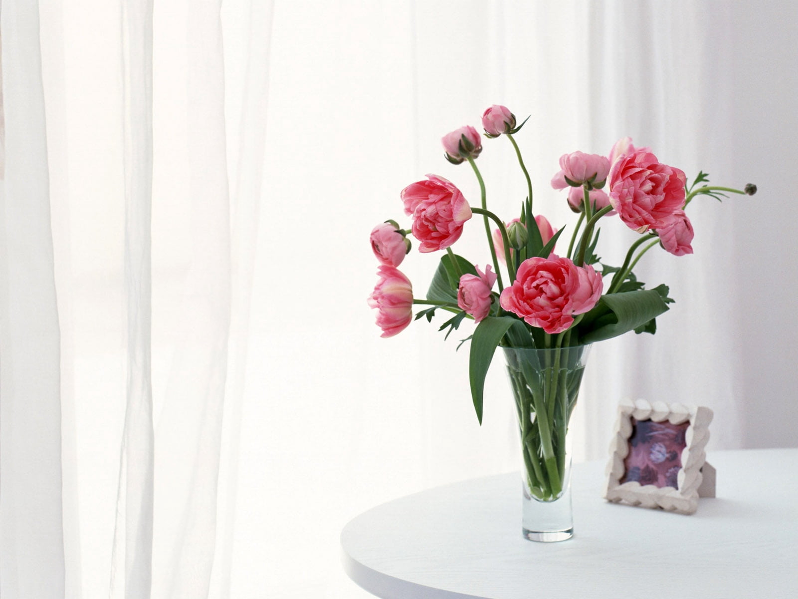 backgrounds, curtain, no People, pink, flower Head, home Interior, beauty in nature, tulips, wedding, plant, indoors, celebration, gift, window, flower, HD Wallpaper