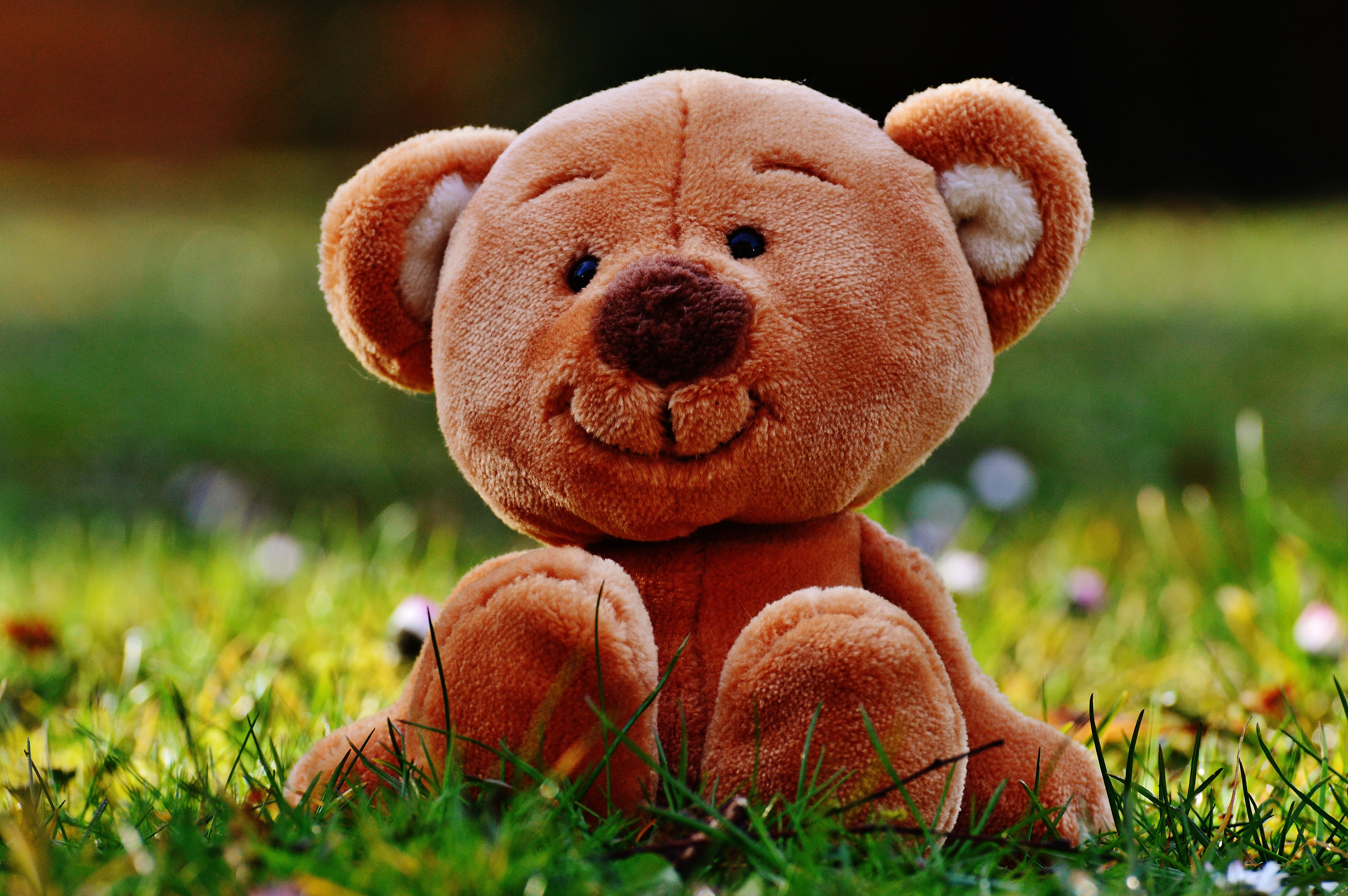grass, fluffy, fun, child, sitting, mammal, teddy Bear, nature, love, close-up, bear, no People, plush, outdoors, gift, focus on foreground, day, representation, HD Wallpaper