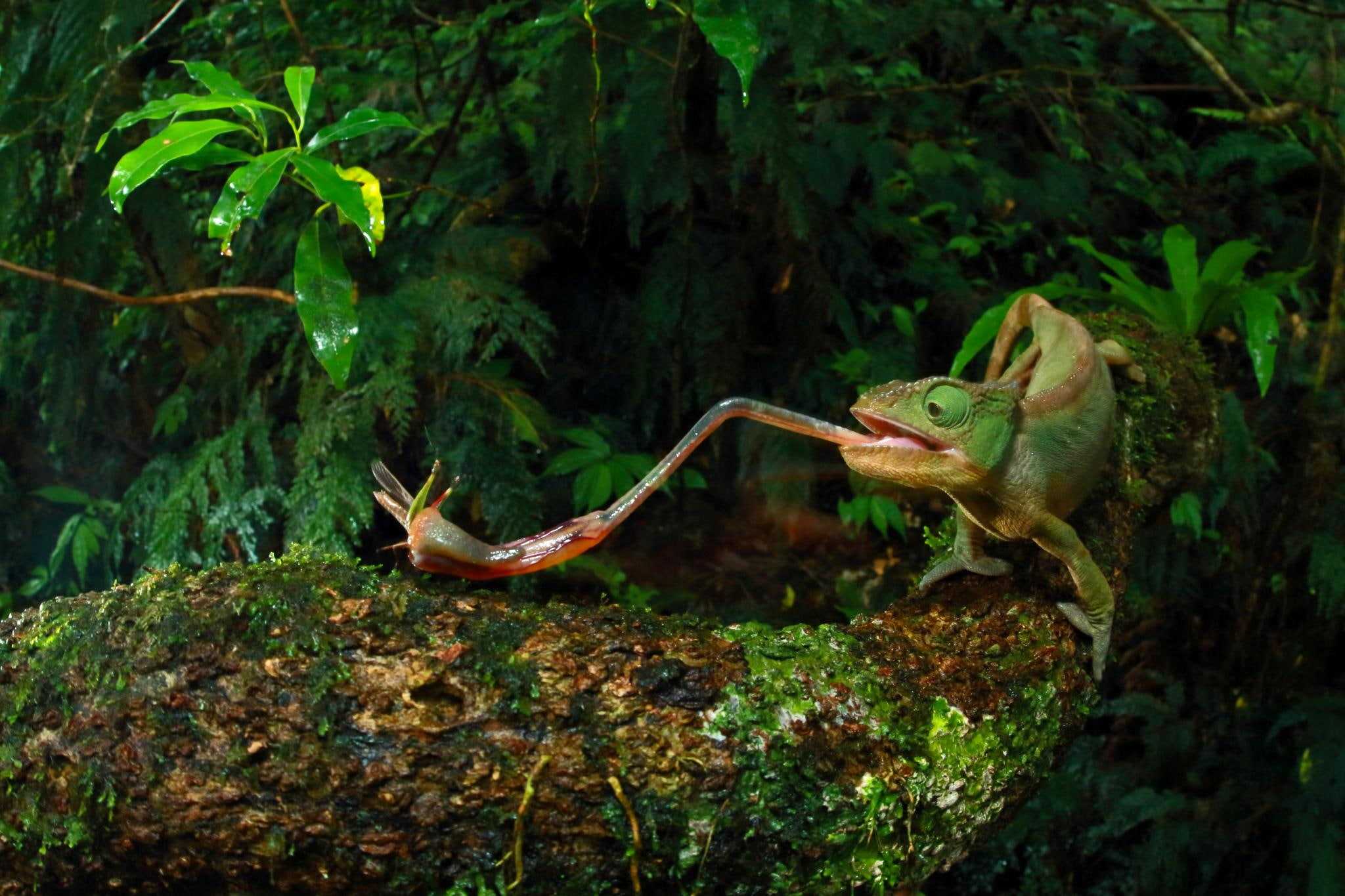 vertebrate, forest, no people, underwater, animals in the wild, insect, Christian Ziegler, animals hunting, leaves, day, 1080P, plant part, land, green color, HD Wallpaper